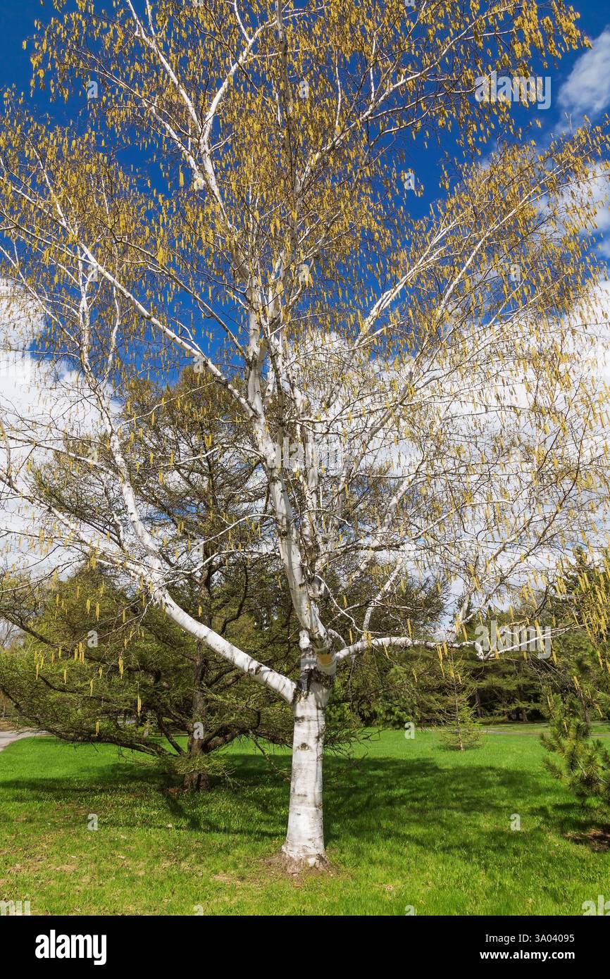 Betula - ermanii - Birkenbaum Erman mit gelb-braunen männlichen Katzetten im Frühjahr, Montreal Botanical Garden, Quebec, Kanada Stockfoto