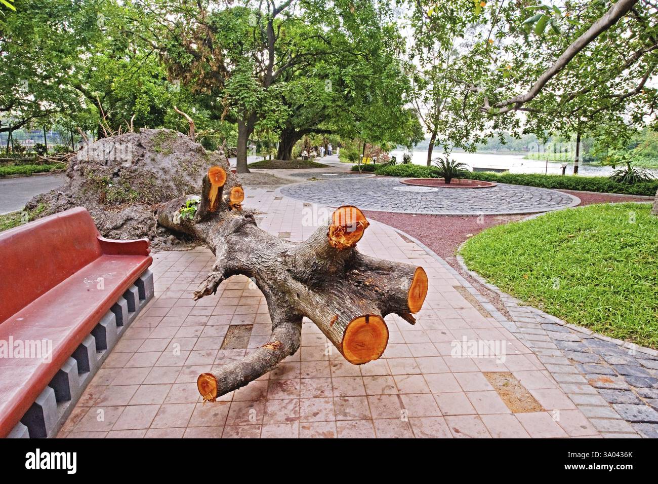 Hurrikan traf auf Bäume am Dhakuria Lake Ballygunge, Kalkutta Kalkutta Kalkutta Kalkutta, Westbengalen, Indien, Asien Stockfoto