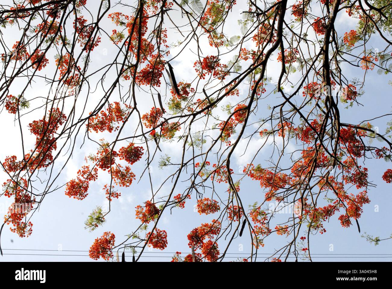 Gulmarg oder Gul Mohur Delonix Regia Baum gegen blauen Himmel Stockfoto