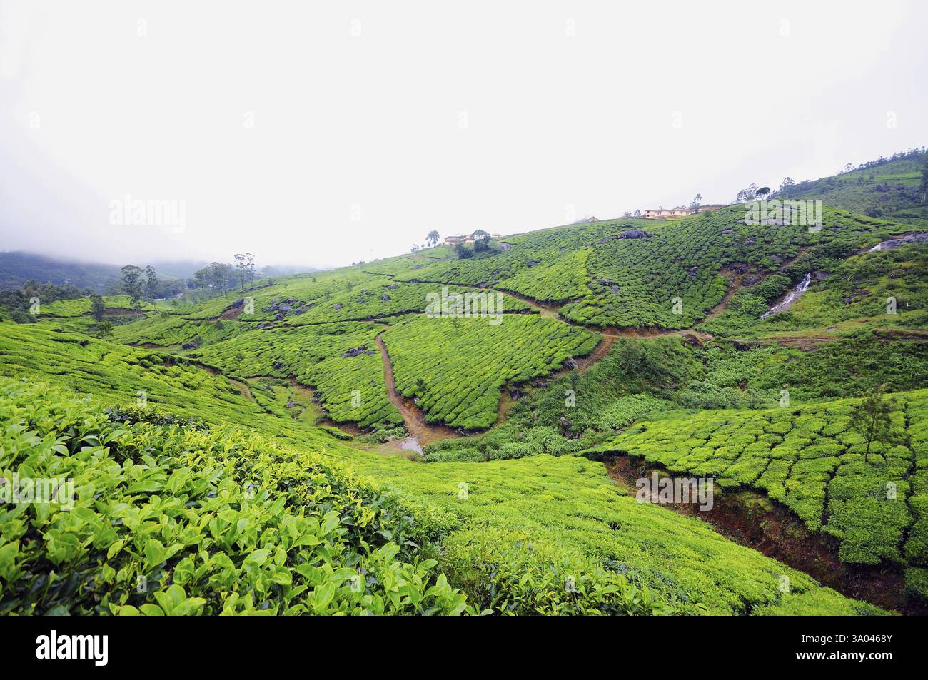 Teegärten in munnar Hill Station, Kerala, Indien, Asien Stockfoto