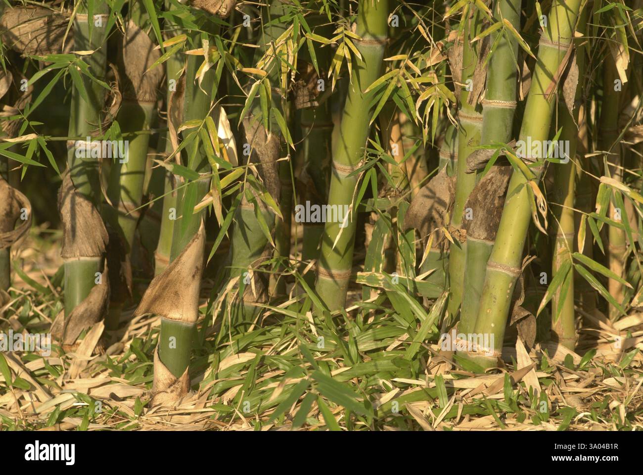 Dichte und dicke Bambusplantage, Okayama Freundschaftsgarten P. L. Deshpande Garten Sinhgarh Tanaji Malusare Straße Pune Stockfoto