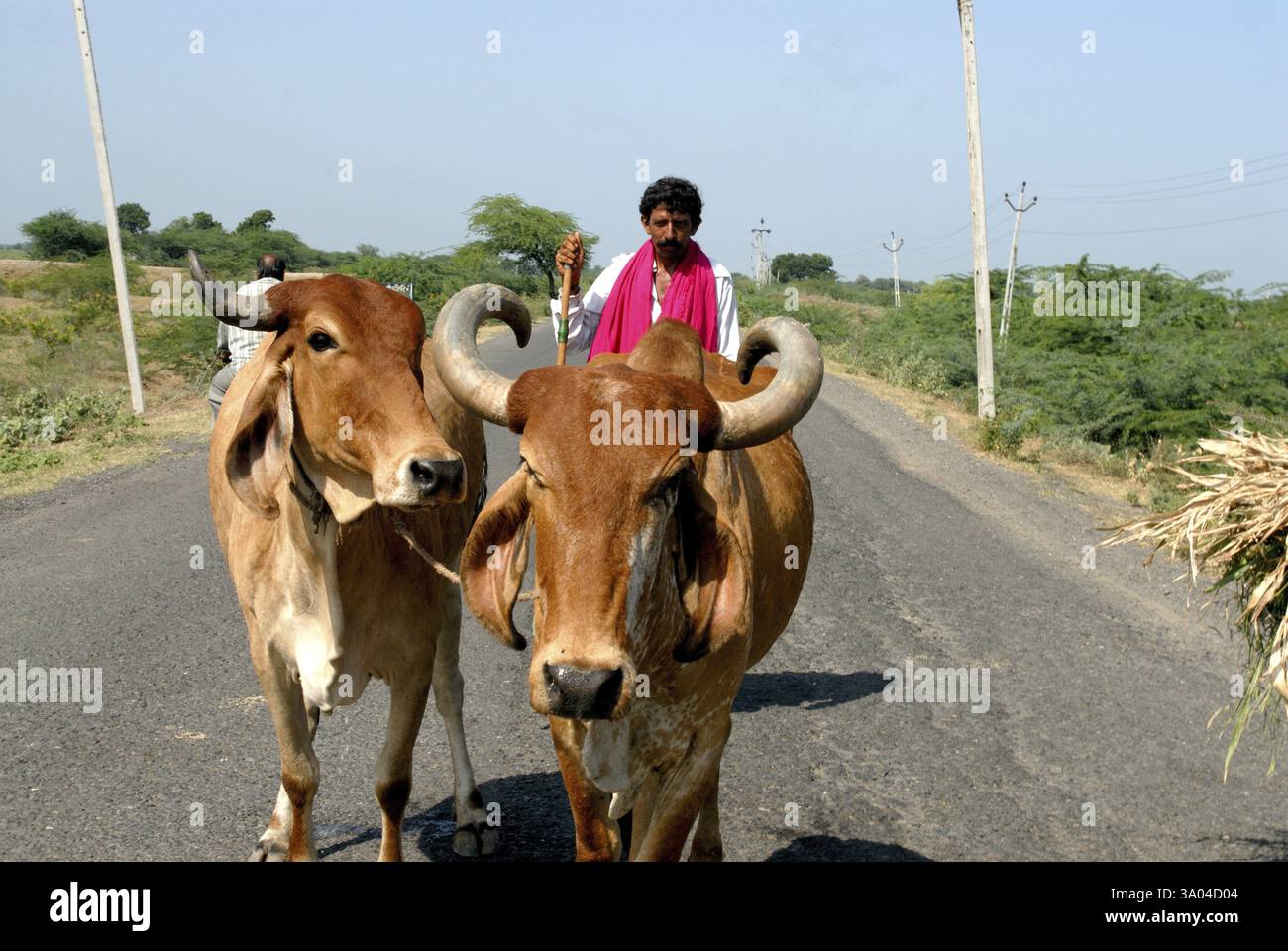 Mann mit Stier, Amreli, Gujarat, Indien MR. 364 Stockfoto
