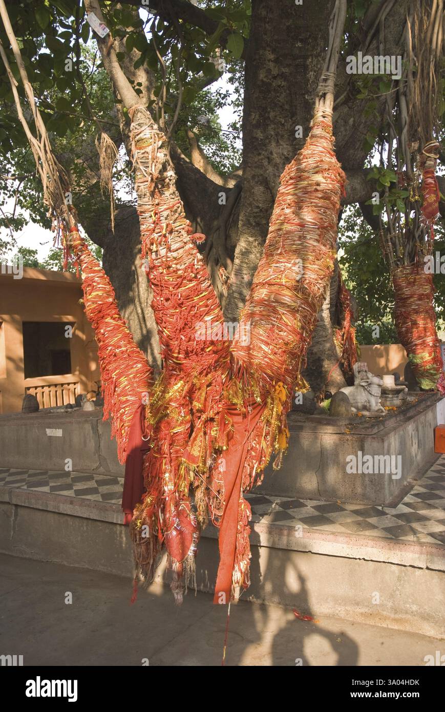 Banyan Baum gebunden Faden auf Wurzel in shiva mandir, Kankhal, Haridwar, Uttaranchal Uttarakhand, Indien, Asien Stockfoto