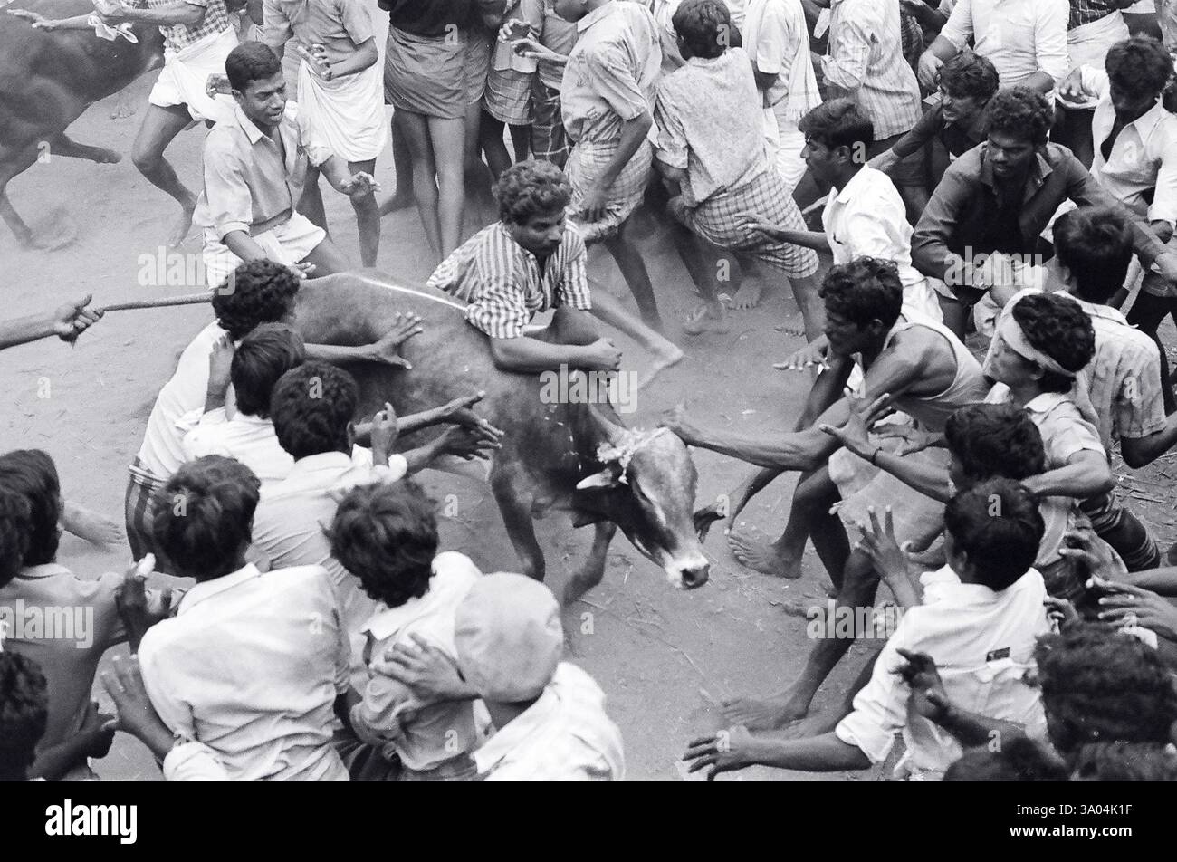 Jallikattu Bullen zähmen während des Pongal Festivals in Alanganallur in der Nähe von Madurai, Tamil Nadu, Indien, Asien Stockfoto
