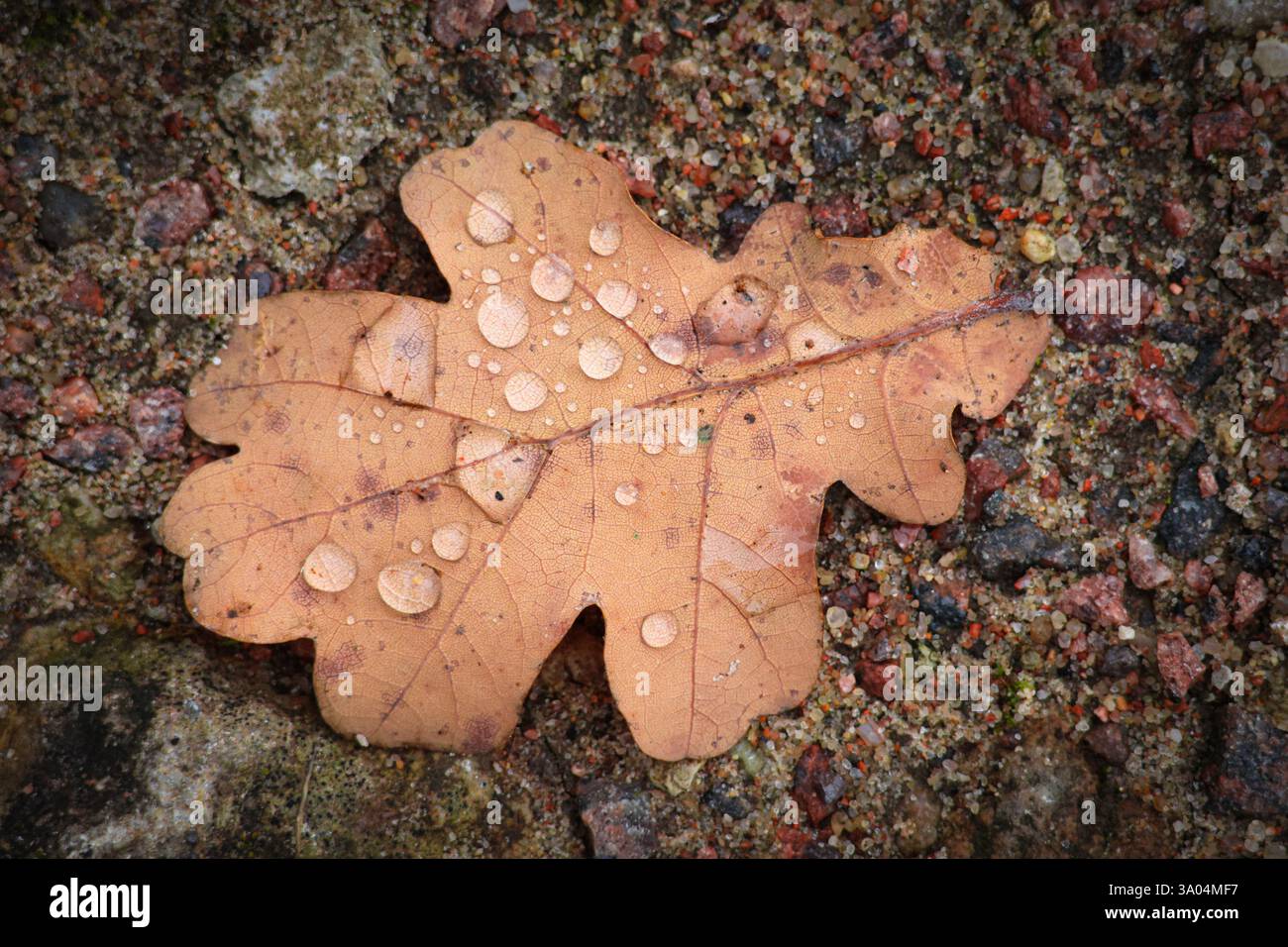 Getrocknetes Eichenblatt mit Regentropfen Stockfoto
