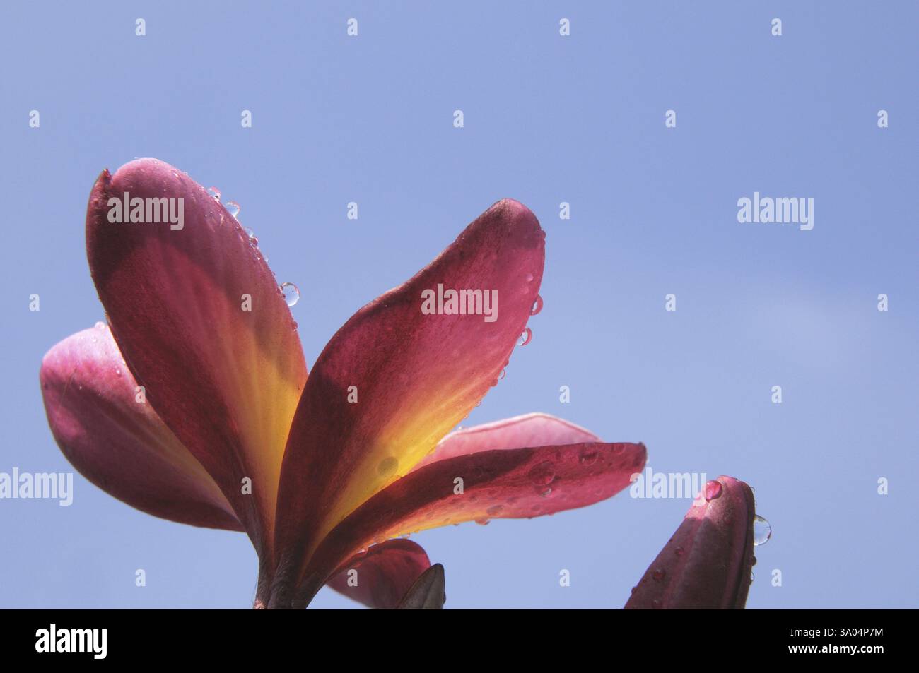 Wassertropfen auf Frangipani plumeria rubra 20-Dezember-2009 Stockfoto