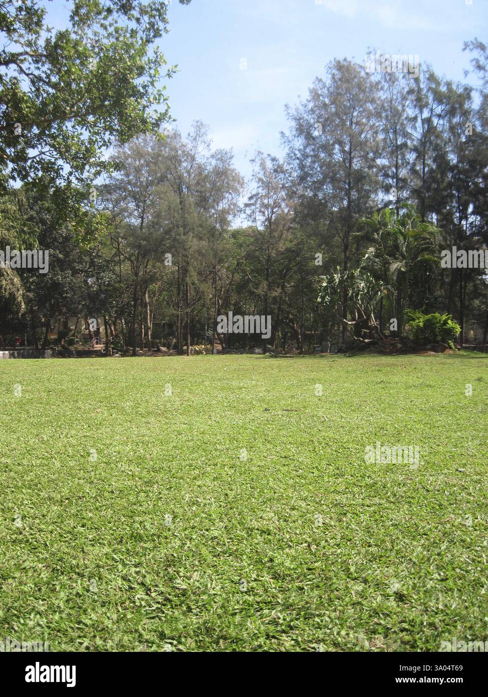 Grünrasen, Indien, Asien Stockfoto