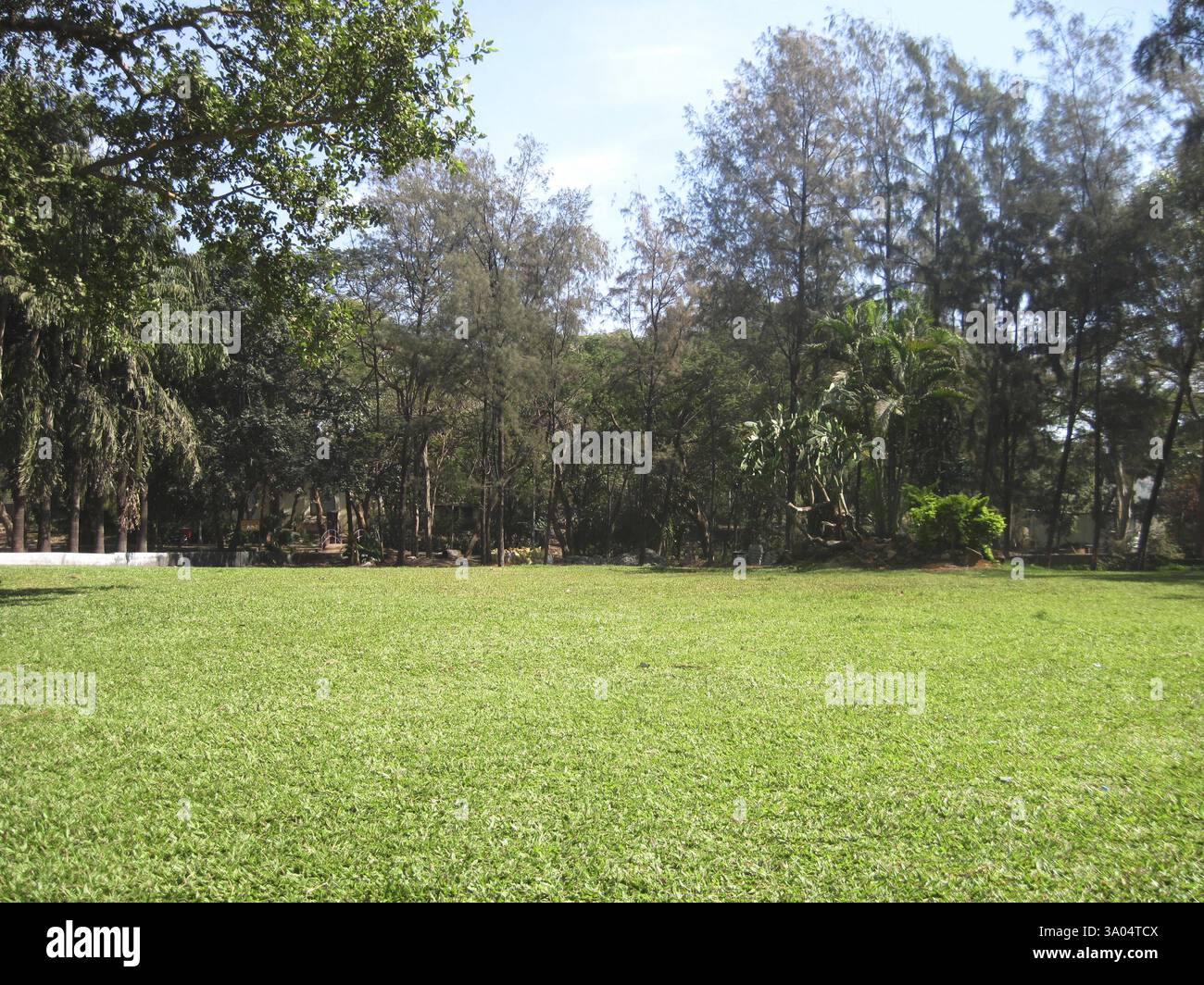 Grünrasen, Indien, Asien Stockfoto
