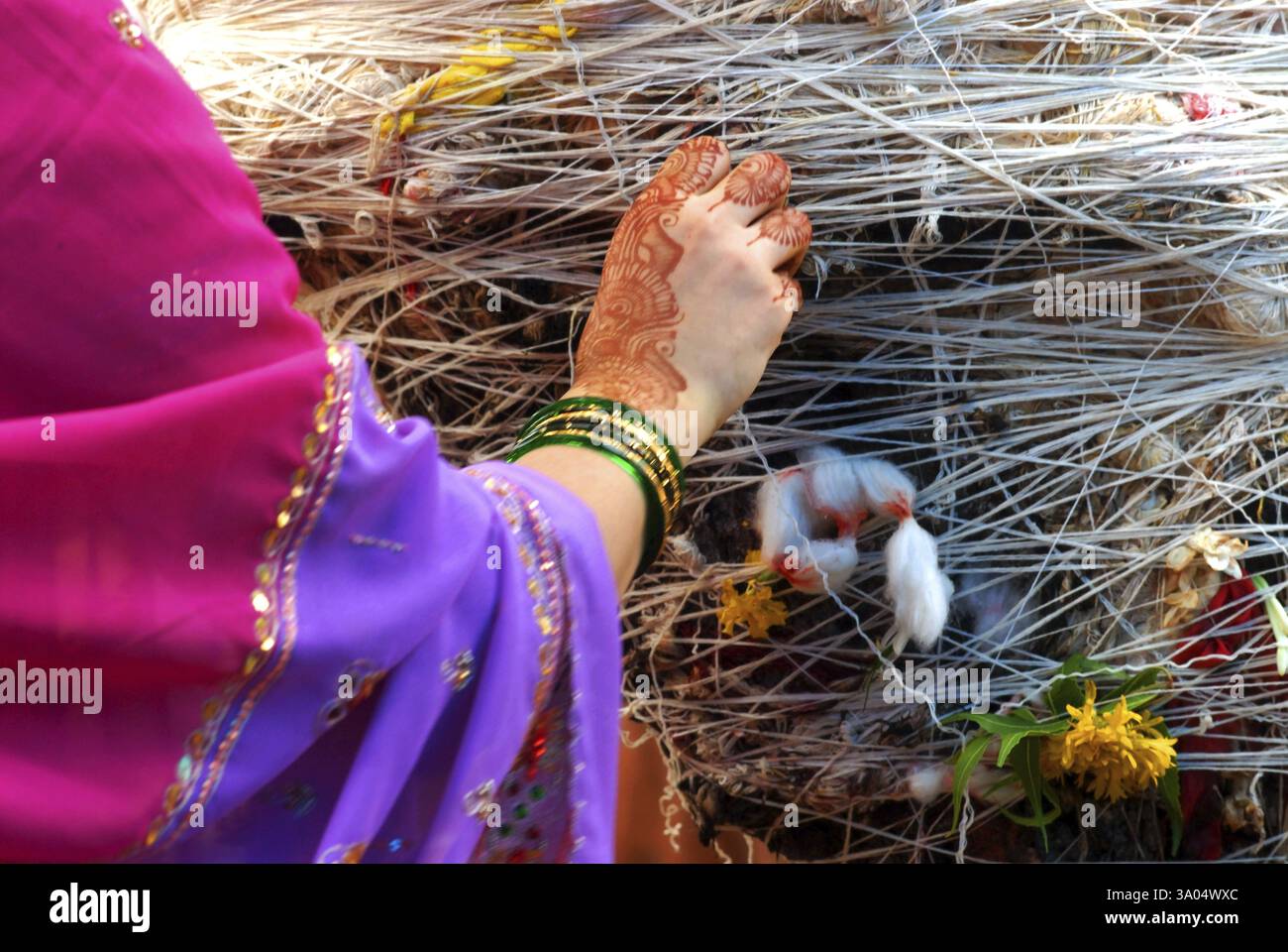 Hand der Frau binden Banyan Baum anbetet auf Mehrwertsteuer Savitri Festival-thread Stockfoto