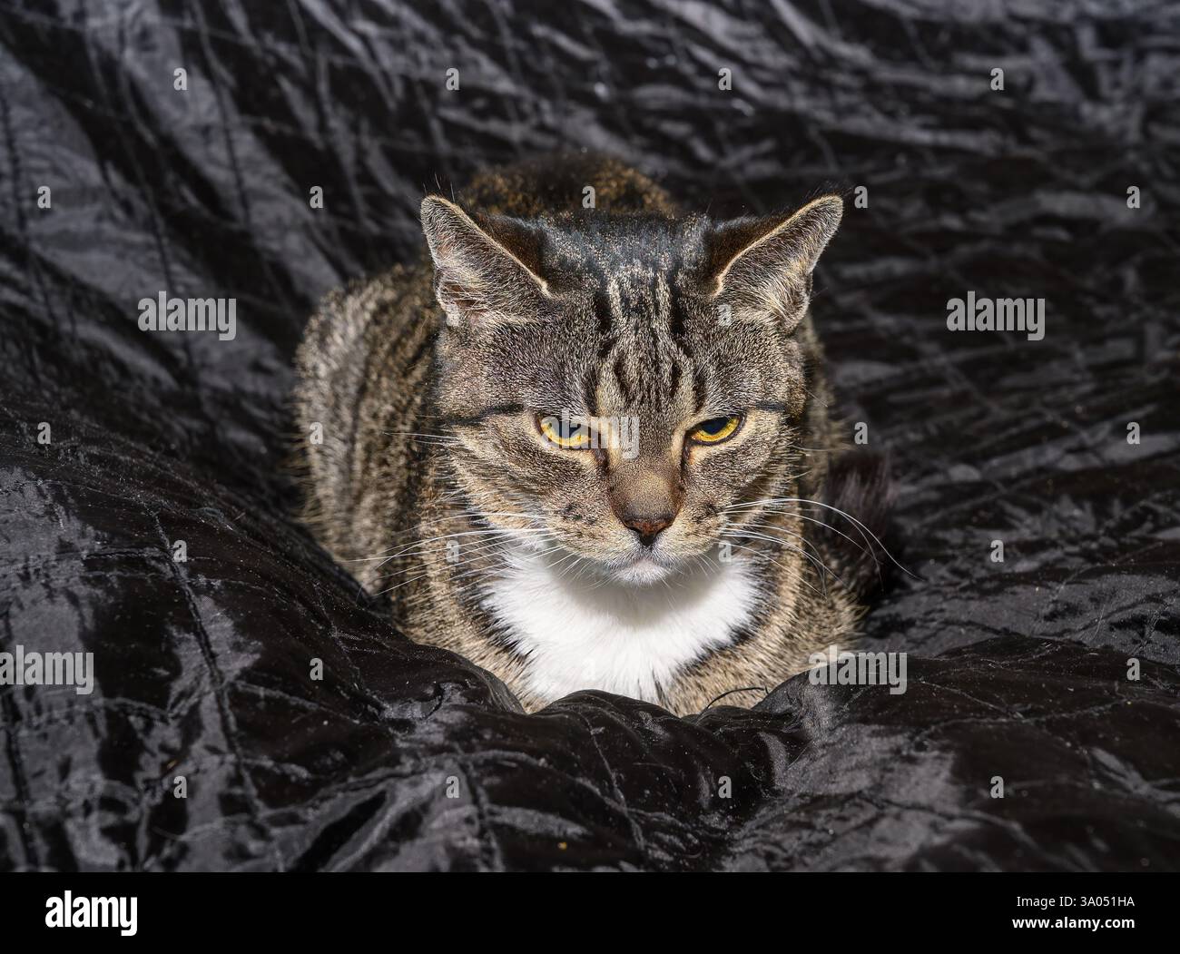 Eine Tabby-Katze liegt auf einer weichen schwarzen Oberfläche, deren Fell in warmem Licht sanft glitzert. Die Katze blickt aufmerksam und hebt ihr neugieriges n hervor Stockfoto