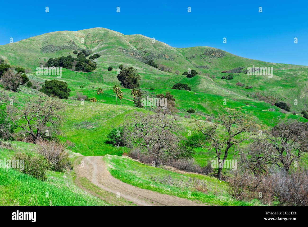 Ein unbefestigter Pfad, umgeben von üppigen grünen Hügeln und verstreuten Bäumen im Alum Rock Park, mit einem klaren blauen Himmel über der ruhigen Landschaft Stockfoto
