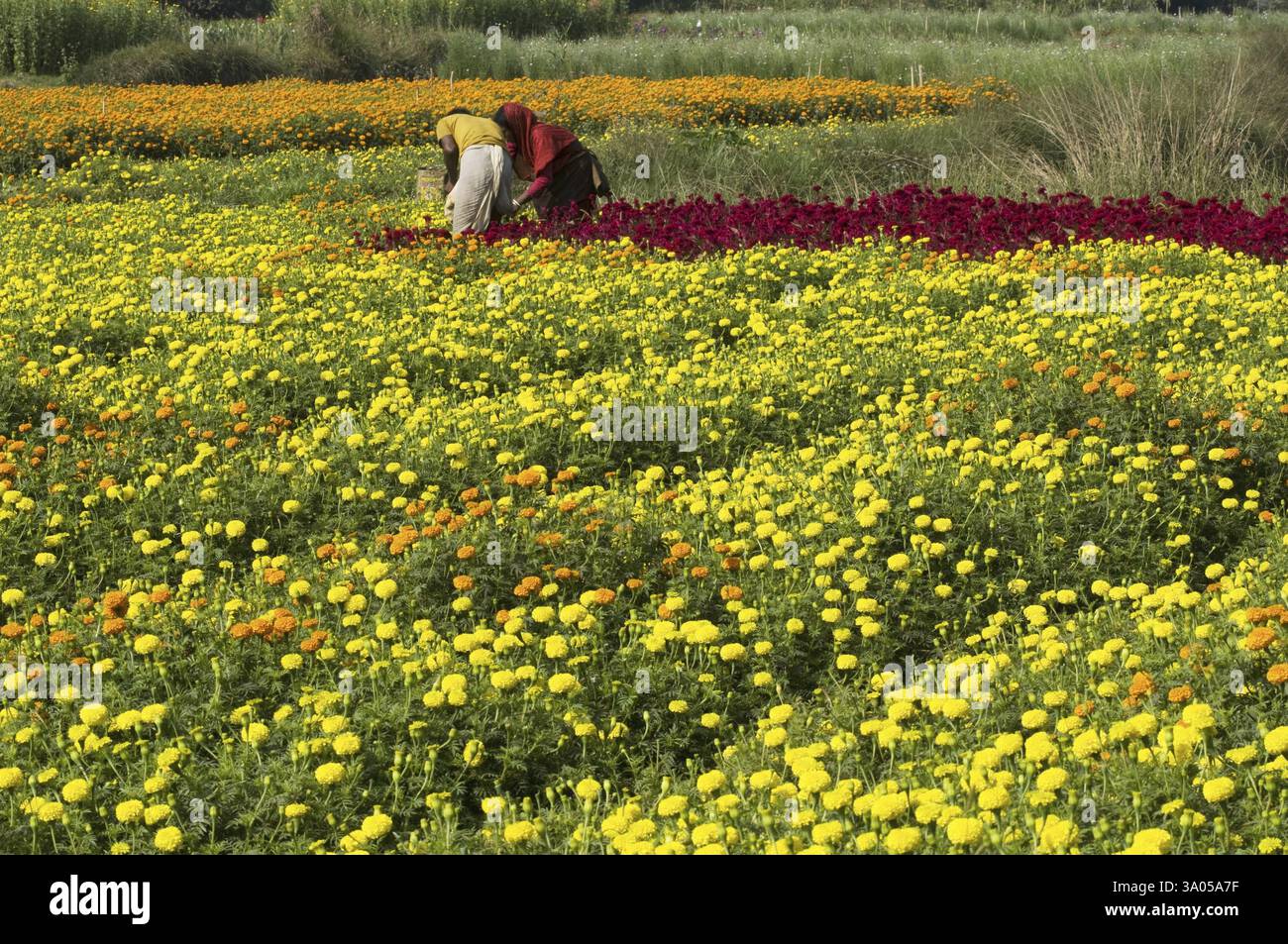 Blumenanbau in Midnapur, Westbengalen, Indien, Asien Stockfoto