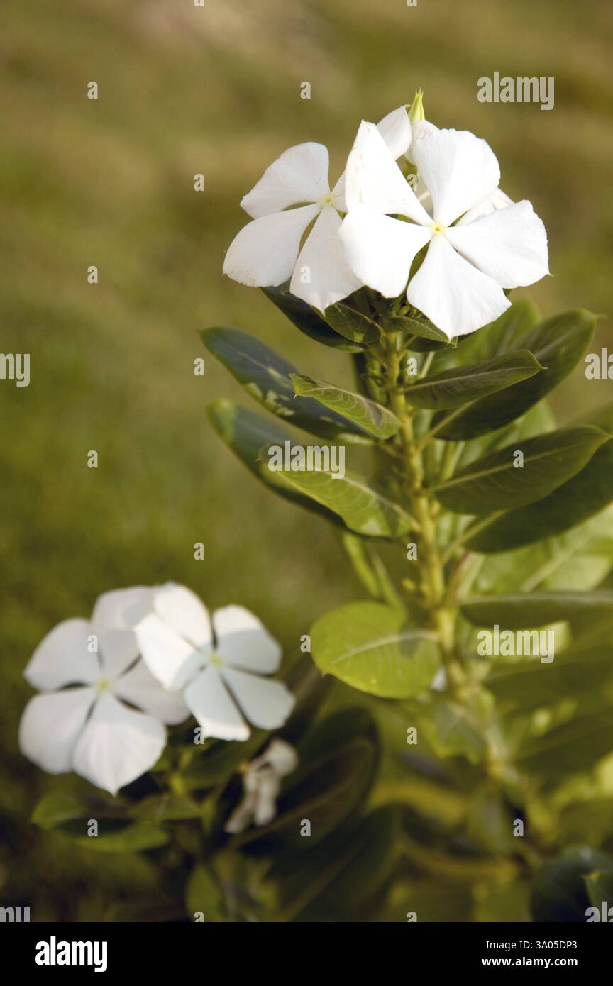 Weiße Blume, gebräuchlicher Name kriechender Phlox, botanischer Name Phlox subulata, Familie Polemoniaceae Phlox Familie, Indien, Asien Stockfoto