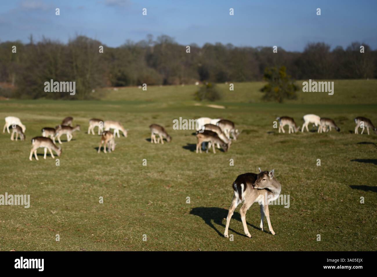 Damhirsche, die auf einem Grasfeld weiden Stockfoto