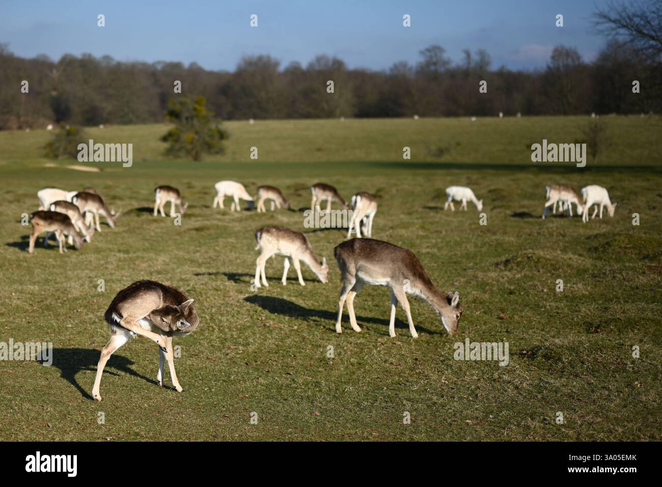 Hirschherde auf dem englischen Land Stockfoto