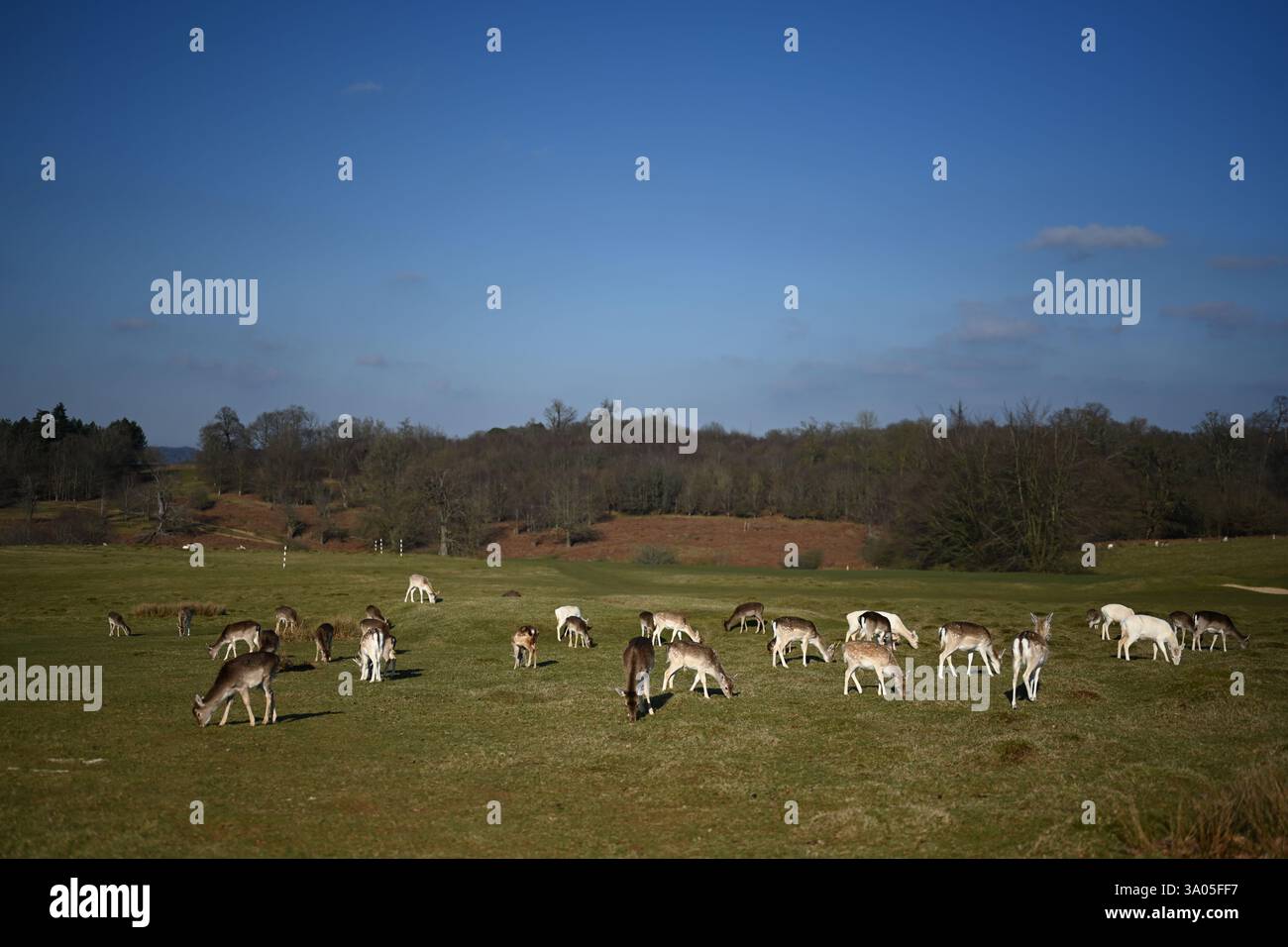 Herde von Damhirschen, die auf Grünland umherstreifen Stockfoto