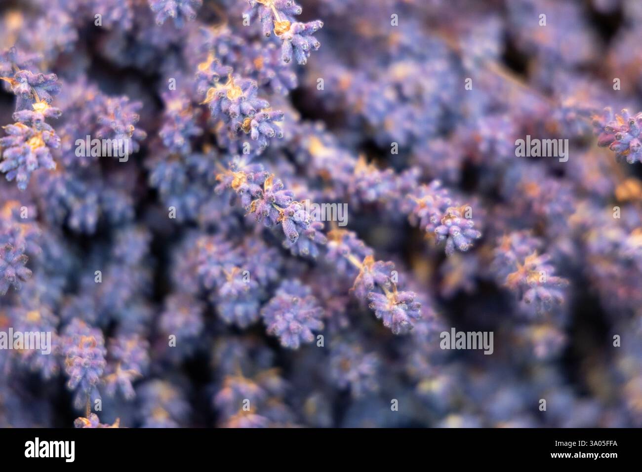 Nahaufnahme der Lavendelblumen (Columbia Road Flower Market, London, England) Stockfoto