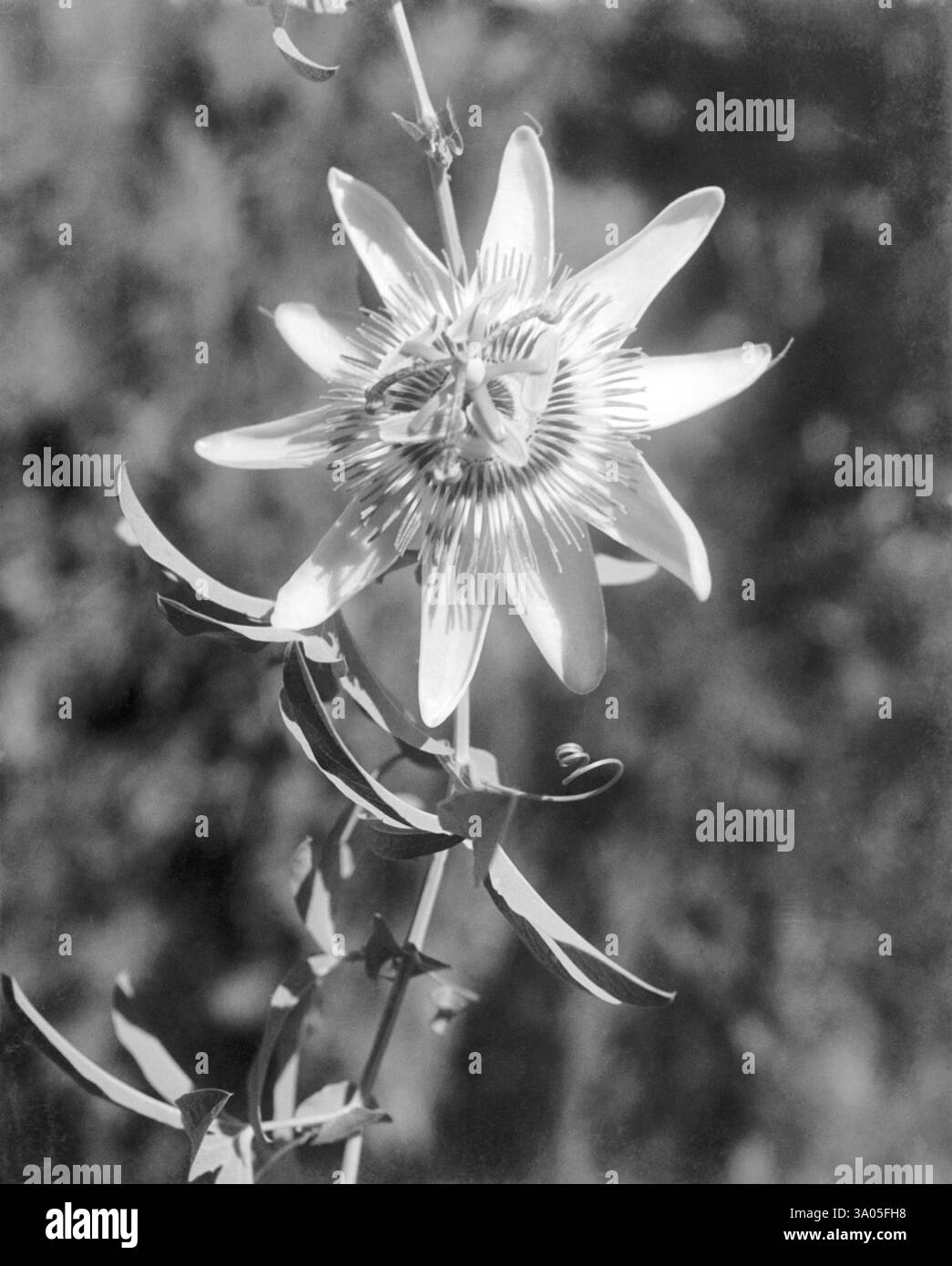 Wilde Blume aus Pauri Gharwal, Himalaya, Uttaranchal, Indien 1940er Jahre Stockfoto