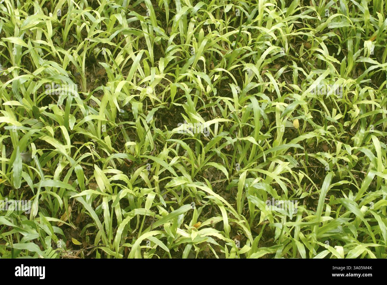 Üppiges grünes Gras im Peshawe Energy Park, Pune, Maharashtra, Indien, Asien Stockfoto