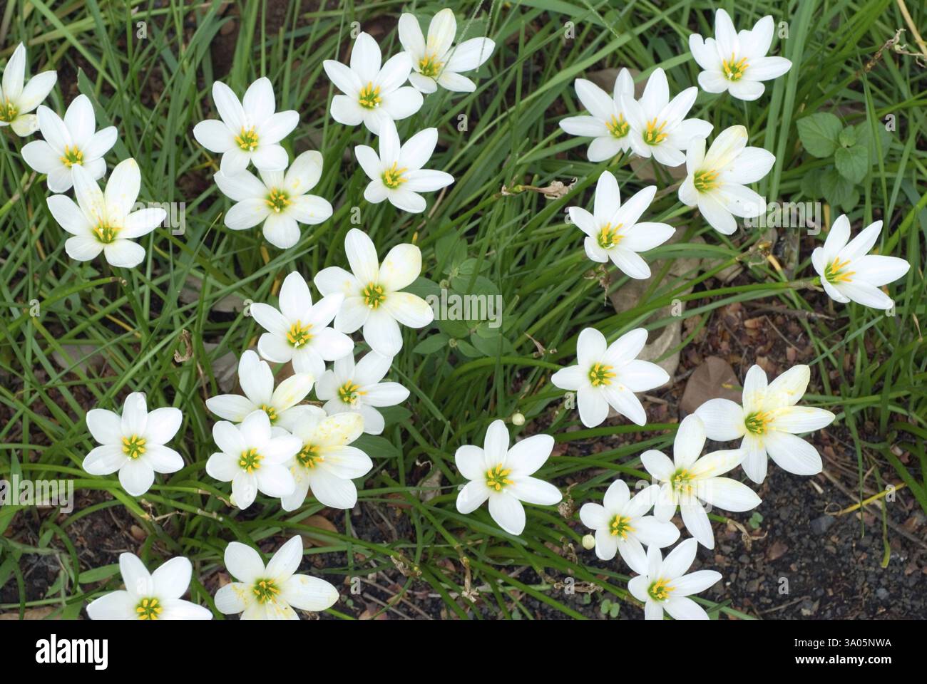 Lily, zephyr Lily zaphyranthes candida Stockfoto