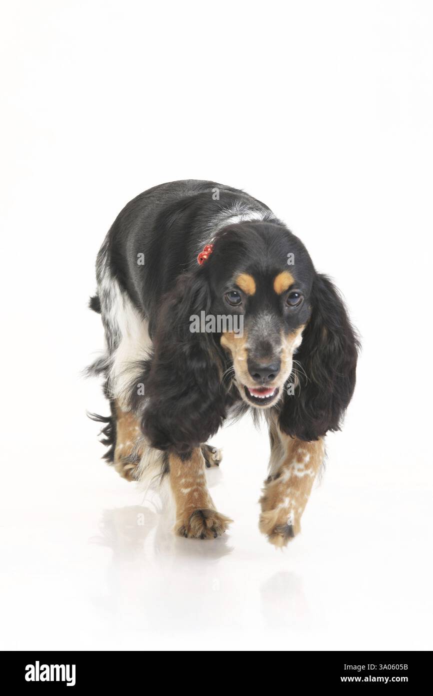 Schwarzer Cocker Spaniel weiblich, Bardenjäger, nahend, Indien, Asien Stockfoto