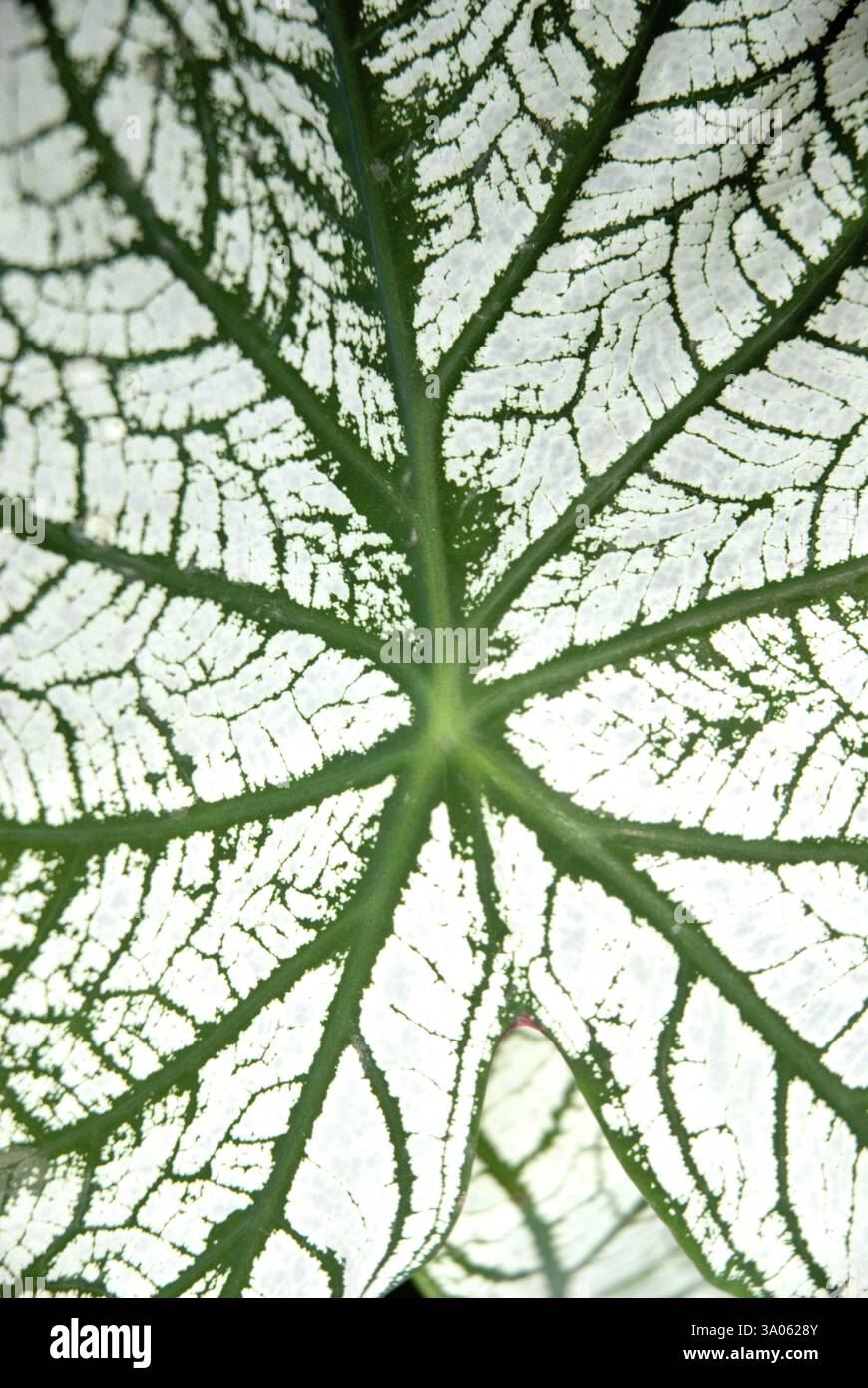 Blatt-Muster grün weißen Caladium Bicolor Blattpflanze Stockfoto