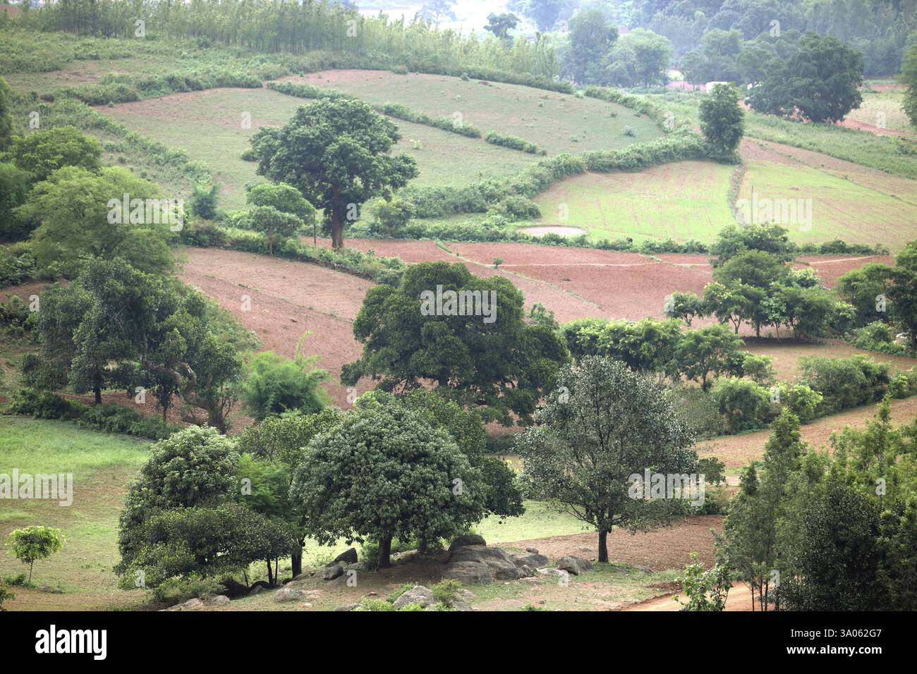 Araku-Tal an östlichen Ghats, Vishakhapatnam, Andhra Pradesh, Indien, Asien Stockfoto