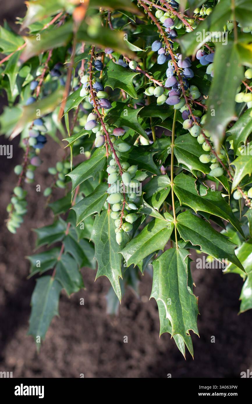 Berberis aquifolium Zweige mit Reifen dunkelbläulich-schwarzen und grünen Beeren. Mahonia aquifolium Früchte. Oregon-Traube oder holly-blättrige Berberitze Ornamenta Stockfoto