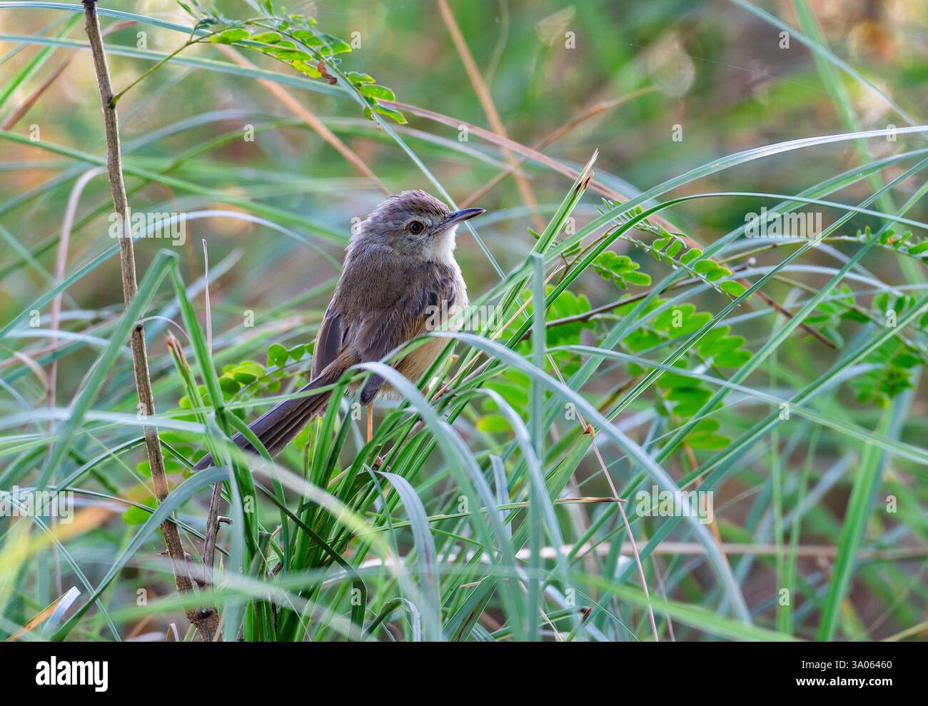 Eine Plain Prinia (Prinia inornata), die sich im Gras ernährt. Gujarat, Indien. Stockfoto