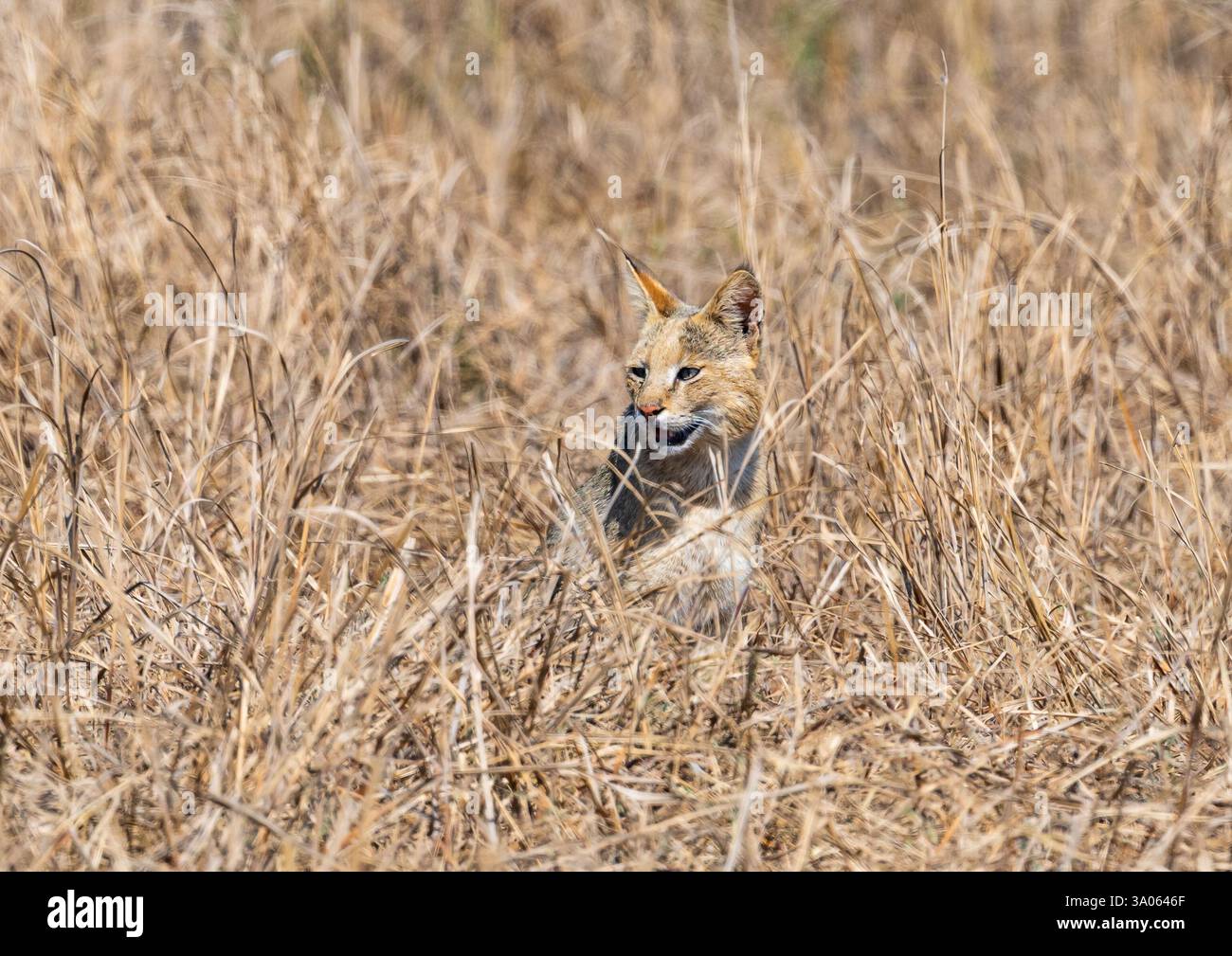 Eine wilde Dschungelkatze (Felis chaus), die in hohem Gras jagt. Gujarat, Indien. Stockfoto