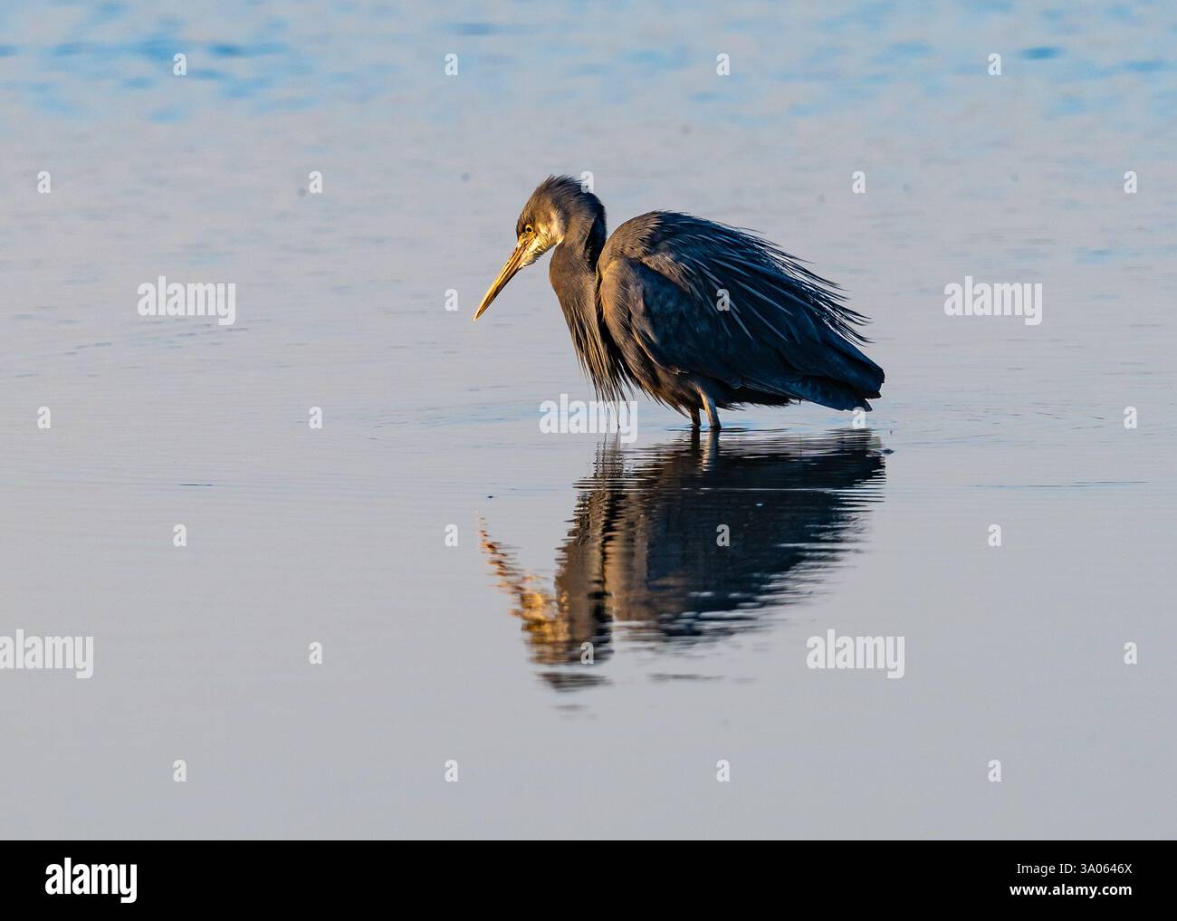 Ein westlicher Riffreiher (Egretta gularis), der auf Küstengewässern unterwegs ist. Gujarat, Indien. Stockfoto