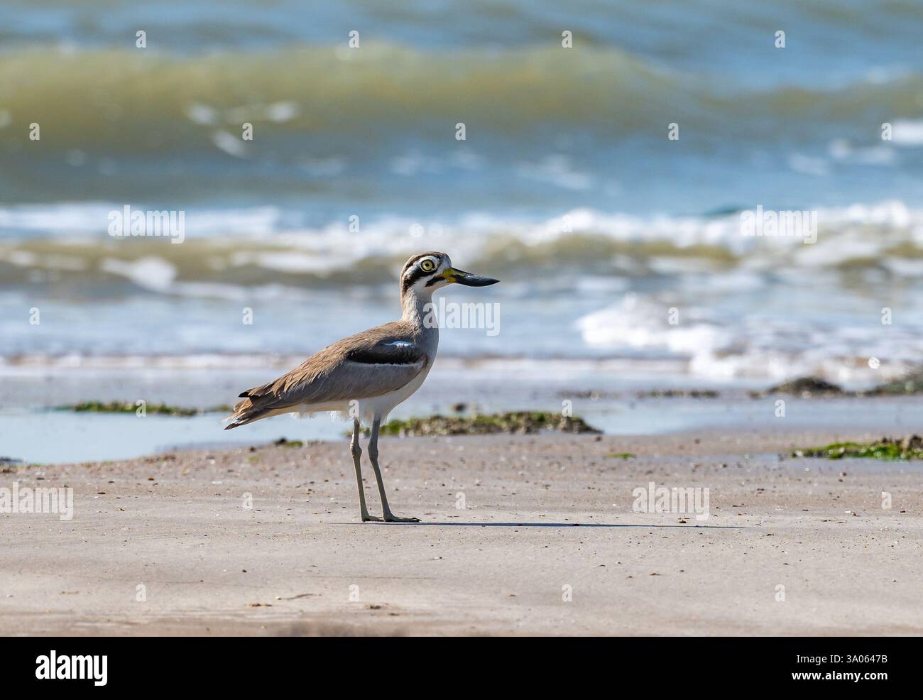 Ein großes dickes Knie (Esacus recurvirostris), das am Strand auf der Suche ist. Gujarat, Indien. Stockfoto