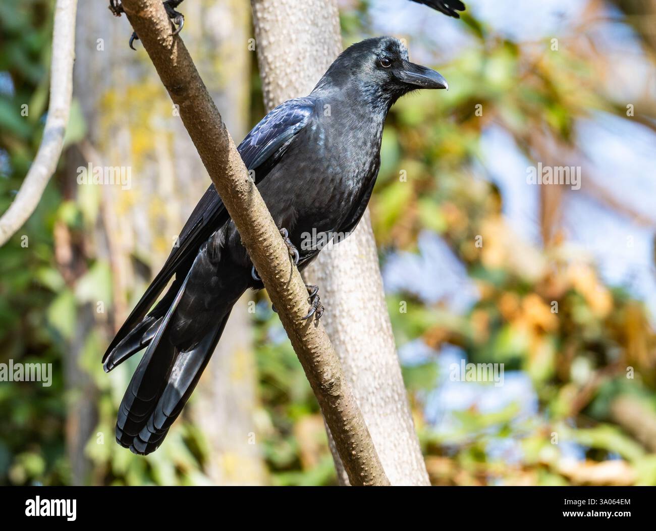 Eine Großschnabelkrähe (Corvus macrorhynchos), die auf einem Zweig thront. Jammu und Kaschmir, Indien. Stockfoto