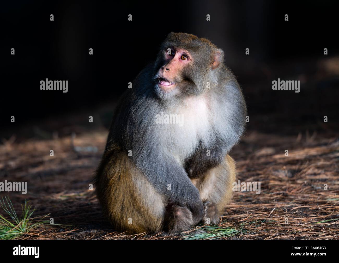 Ein wilder Rhesusmakaken (Macaca mulatta), der sich im Wald auf Nahrungssuche macht. Jammu und Kaschmir, Indien. Stockfoto