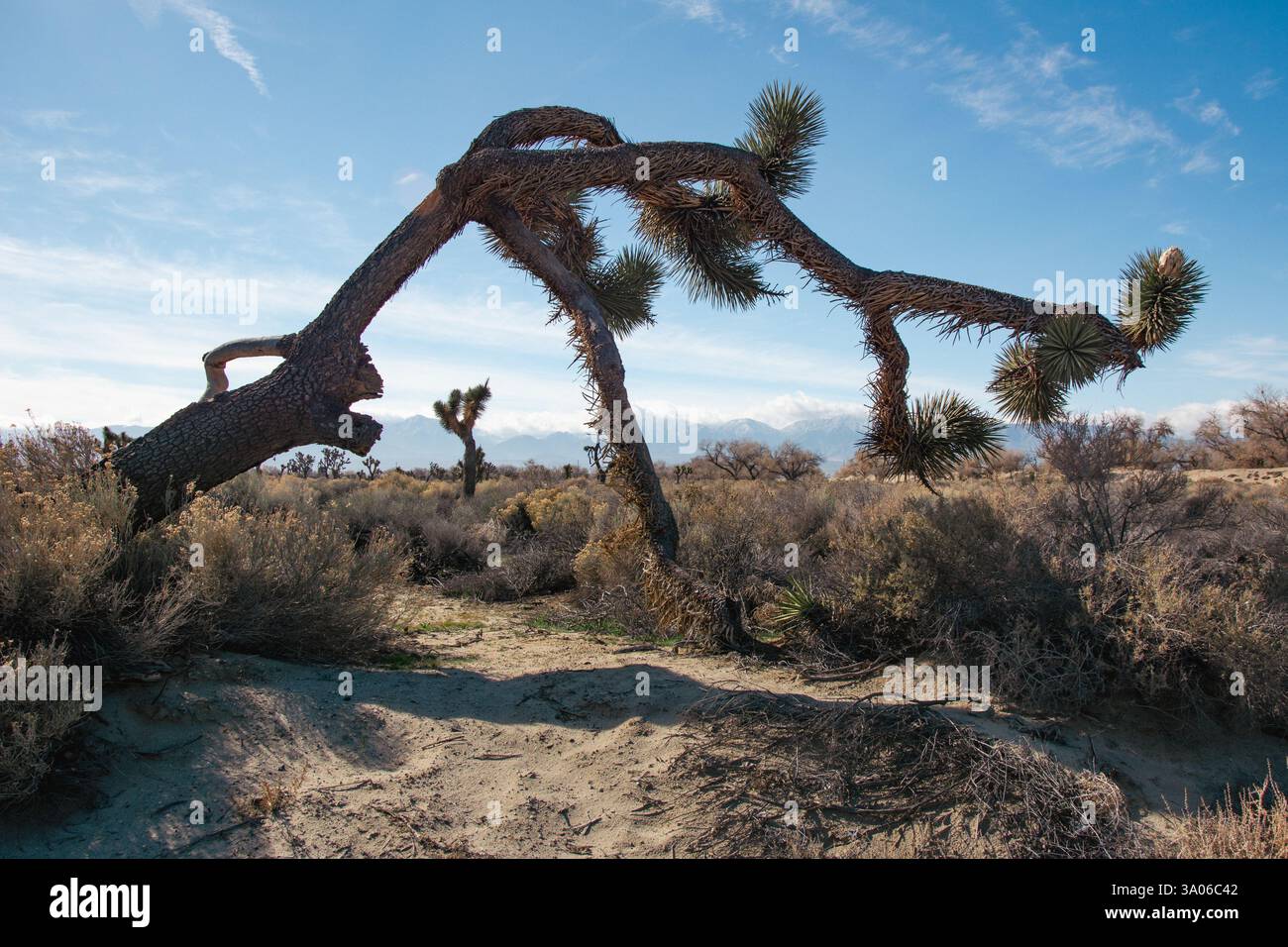Verdrehte und einstürzende Joshua-Bäume (Yucca brevifolia) sind in der kalifornischen Mojave-Wüste am Himmel zu sehen. Stockfoto