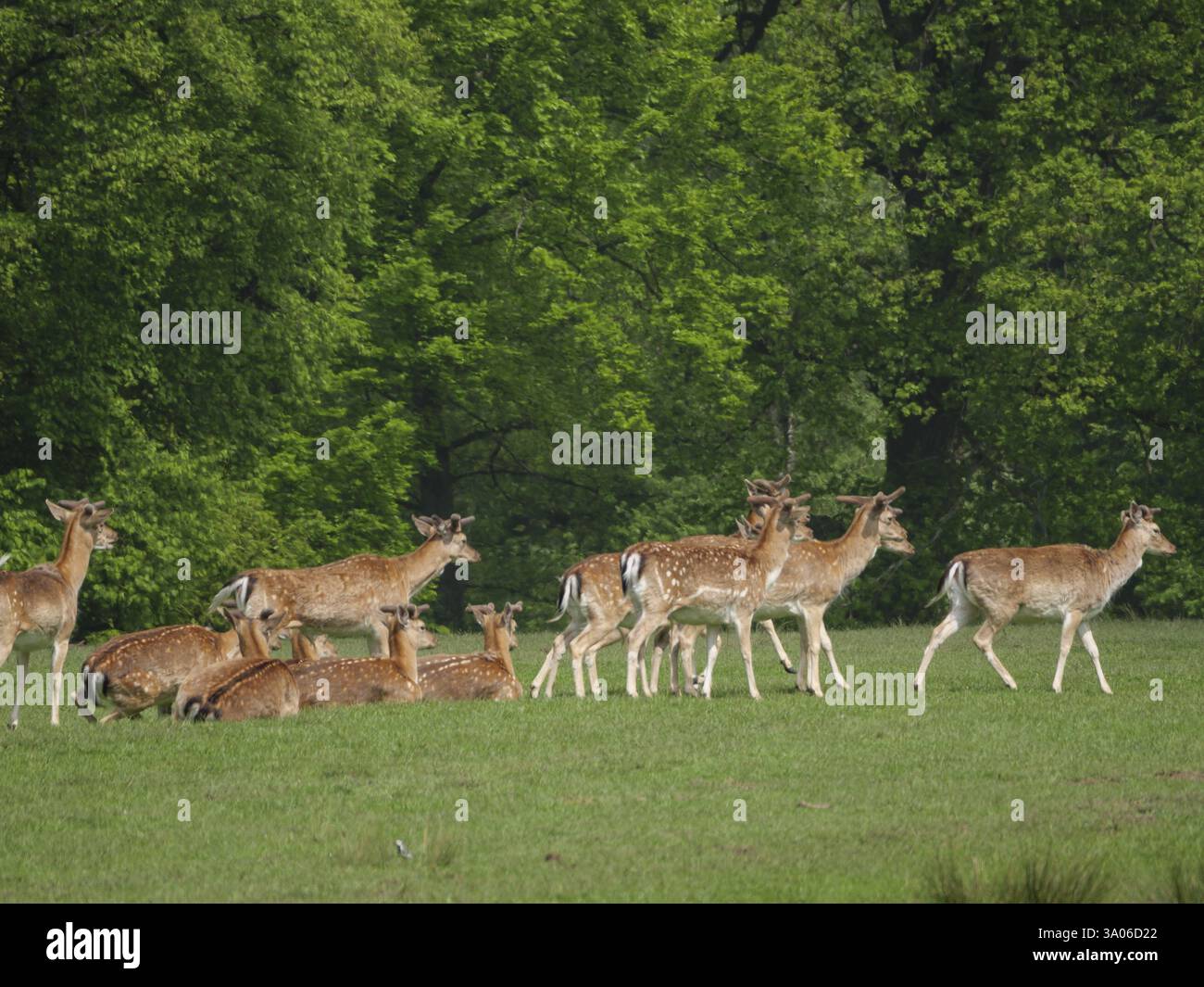 Hirschherde auf einer grünen Wiese vor einem dichten Wald, Duelmen, westfalen, deutschland Stockfoto