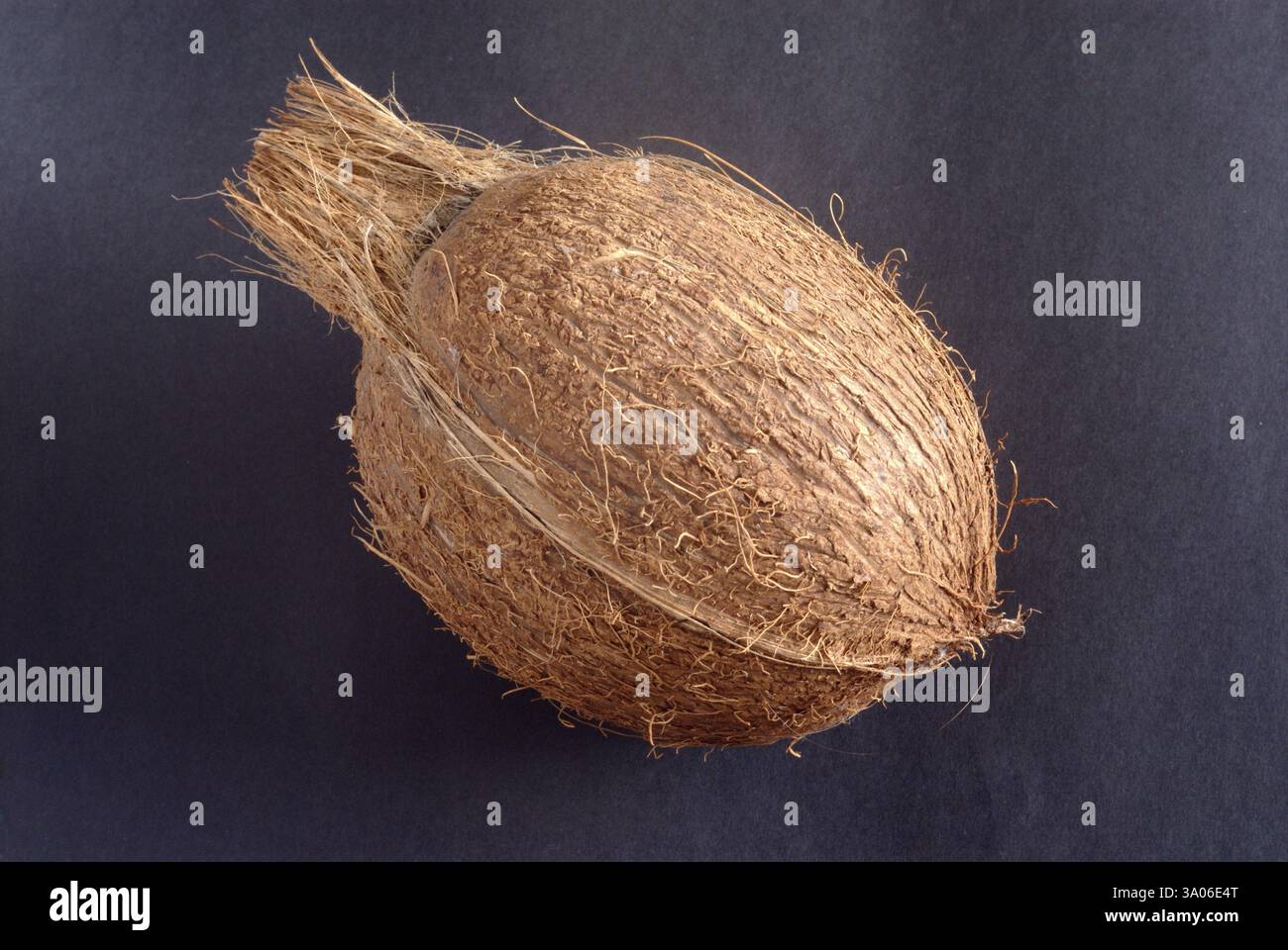 Geschälte Kokosnuss Hartschale Mutter von Palm auf schwarzem Hintergrund Stockfoto