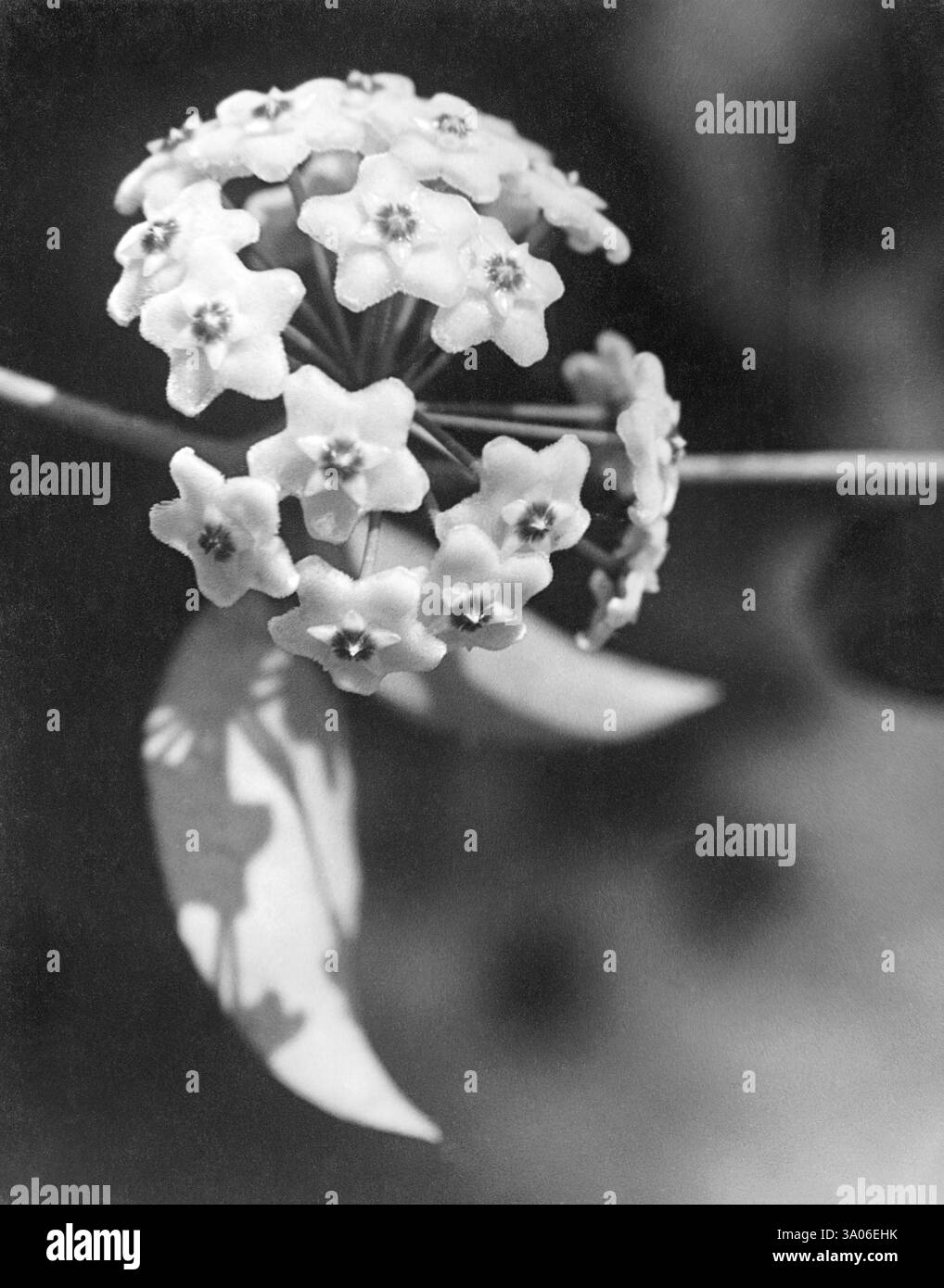 Wilde Blume aus dem unteren Himalaya, Uttaranchal, Indien 1940er Jahre Stockfoto