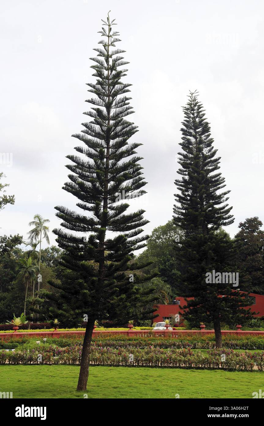 Weihnachtsbaum im botanischen Garten, Bangalore, Karnataka, Indien, Asien Stockfoto