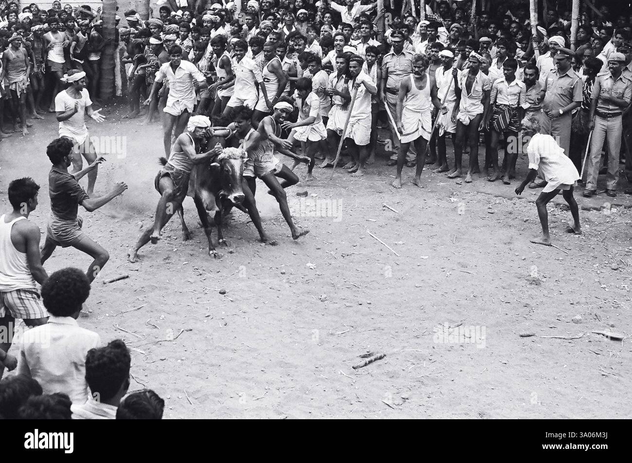 Jallikattu Bullen zähmen während des Pongal Festivals in Alanganallur in der Nähe von Madurai, Tamil Nadu, Indien, Asien Stockfoto