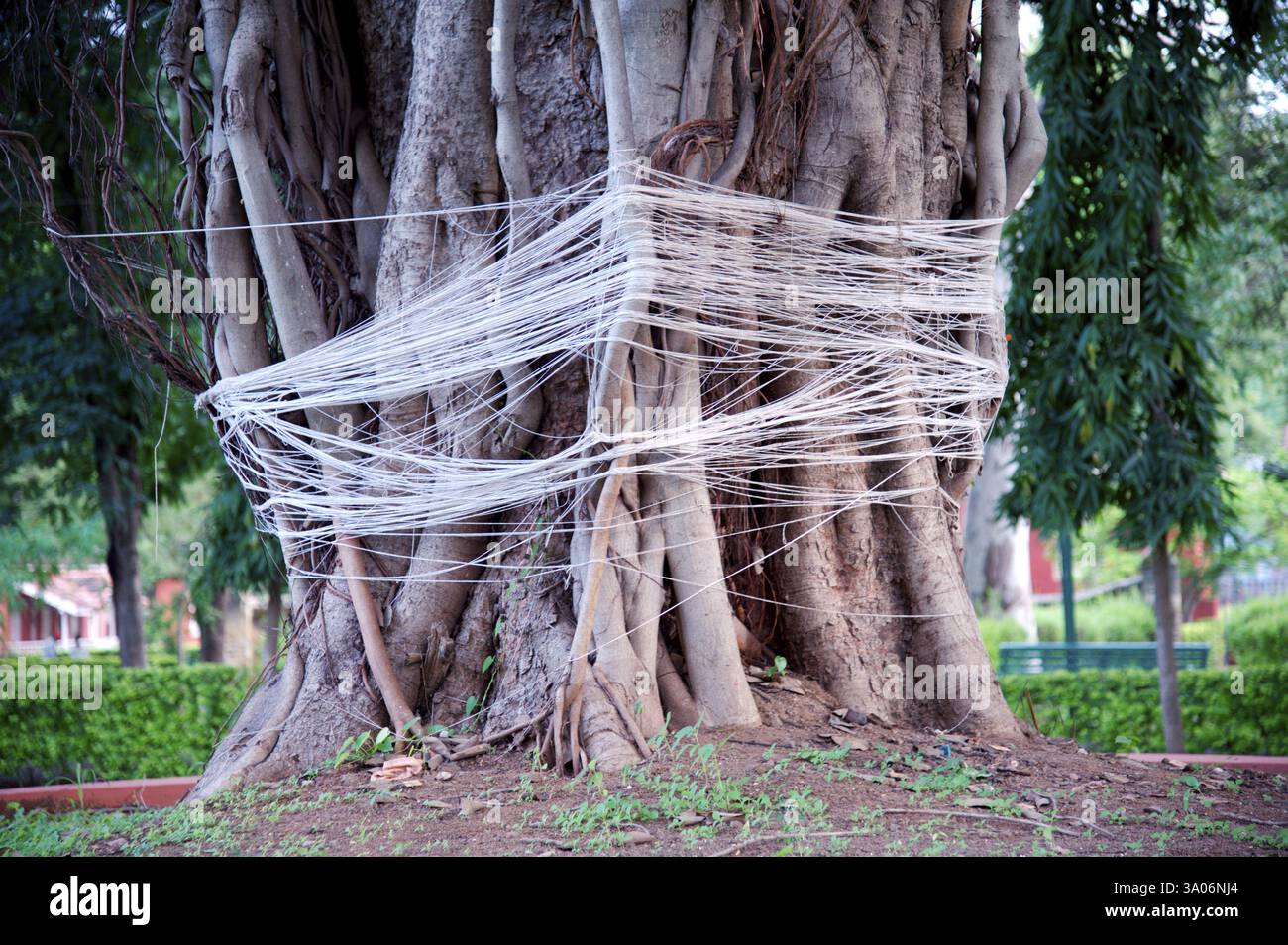 Banyan-Baum-Krawatte-thread Stockfoto