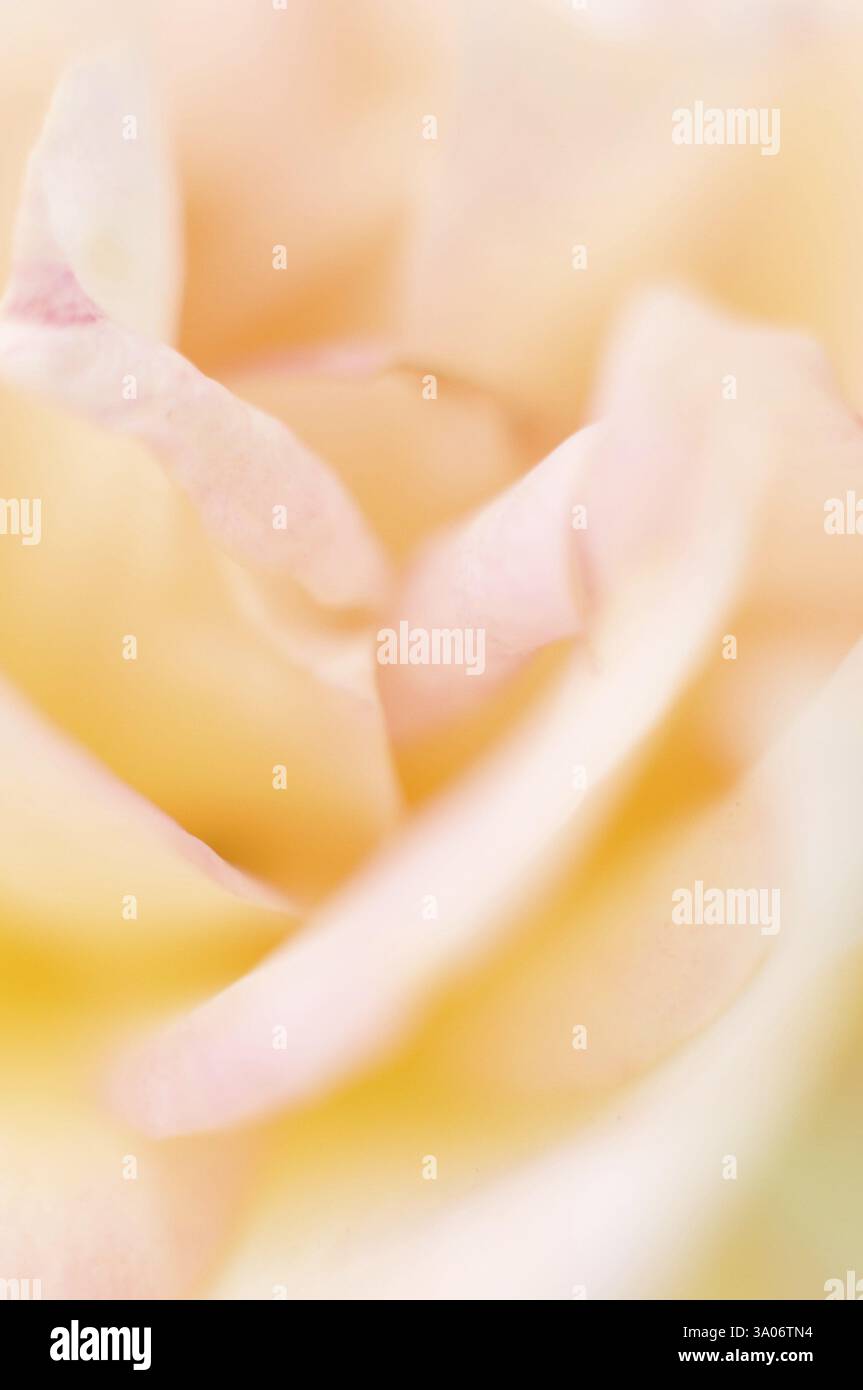 Rose Blume Pune Maharashtra Indien Asien Nove 2011 Stockfoto