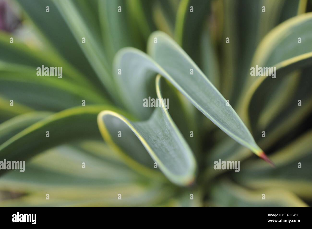 Grass Klinge Creative erschossen im Garten Stockfoto