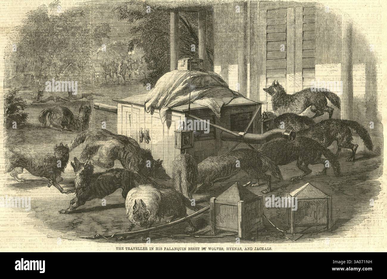 Die Reisenden in seinem Palanquin sind von Wölfen, Hyänen und Schakalen befallen Stockfoto