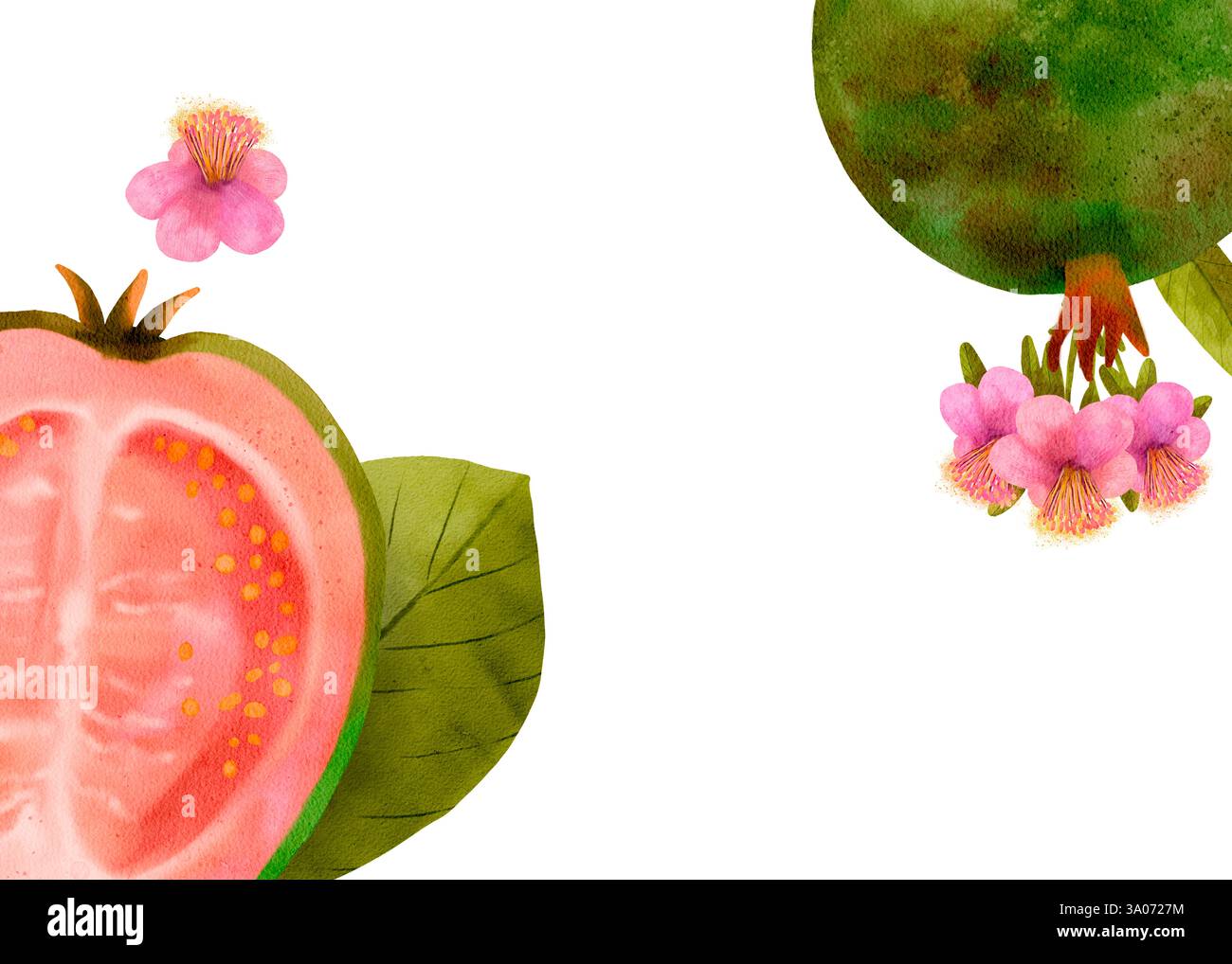 Dies ist eine atemberaubende und wunderschöne Aquarellillustration mit einer lebendigen Guave-Frucht zusammen mit zarten rosa Blumen. Horizontaler rechteckiger Rahmen auf weißem Hintergrund. Stockfoto