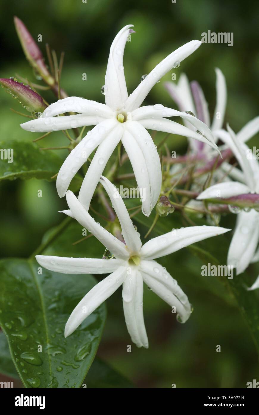Blume, jasminum grandiflorum Stockfoto