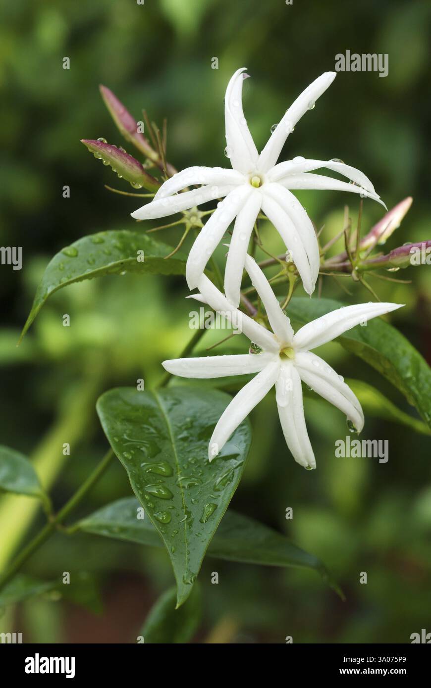 Blume, jasminum grandiflorum Stockfoto