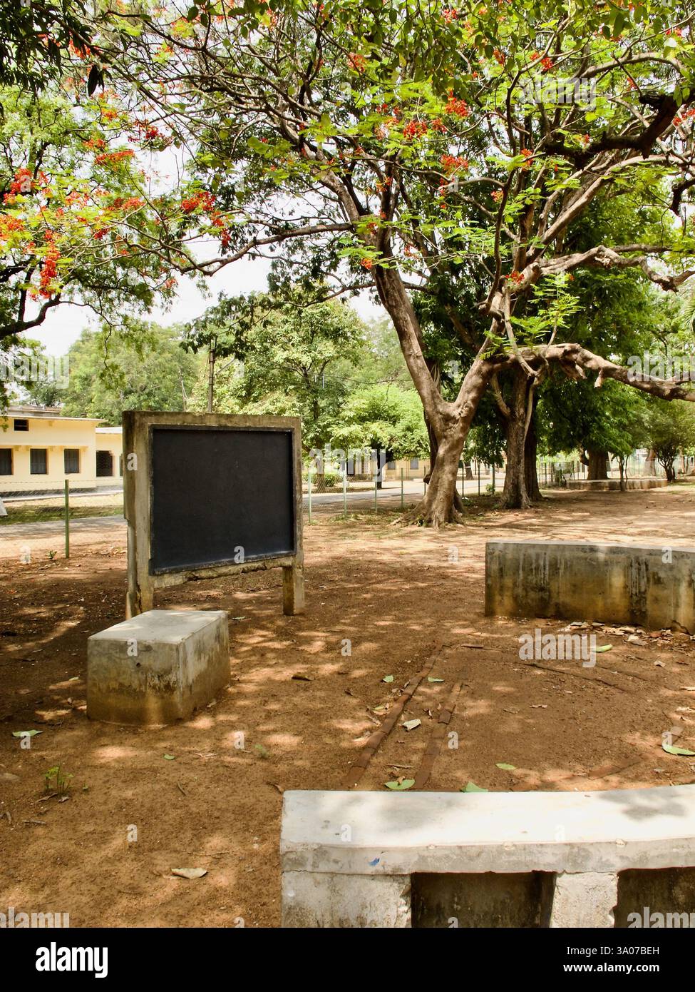Open-Air-Klassenzimmer unter einem Krishnachura-Baum (Delonix regia) in Santiniketan, der Universität, die von Rabindranath Tagore in Westbengalen gegründet wurde. Stockfoto