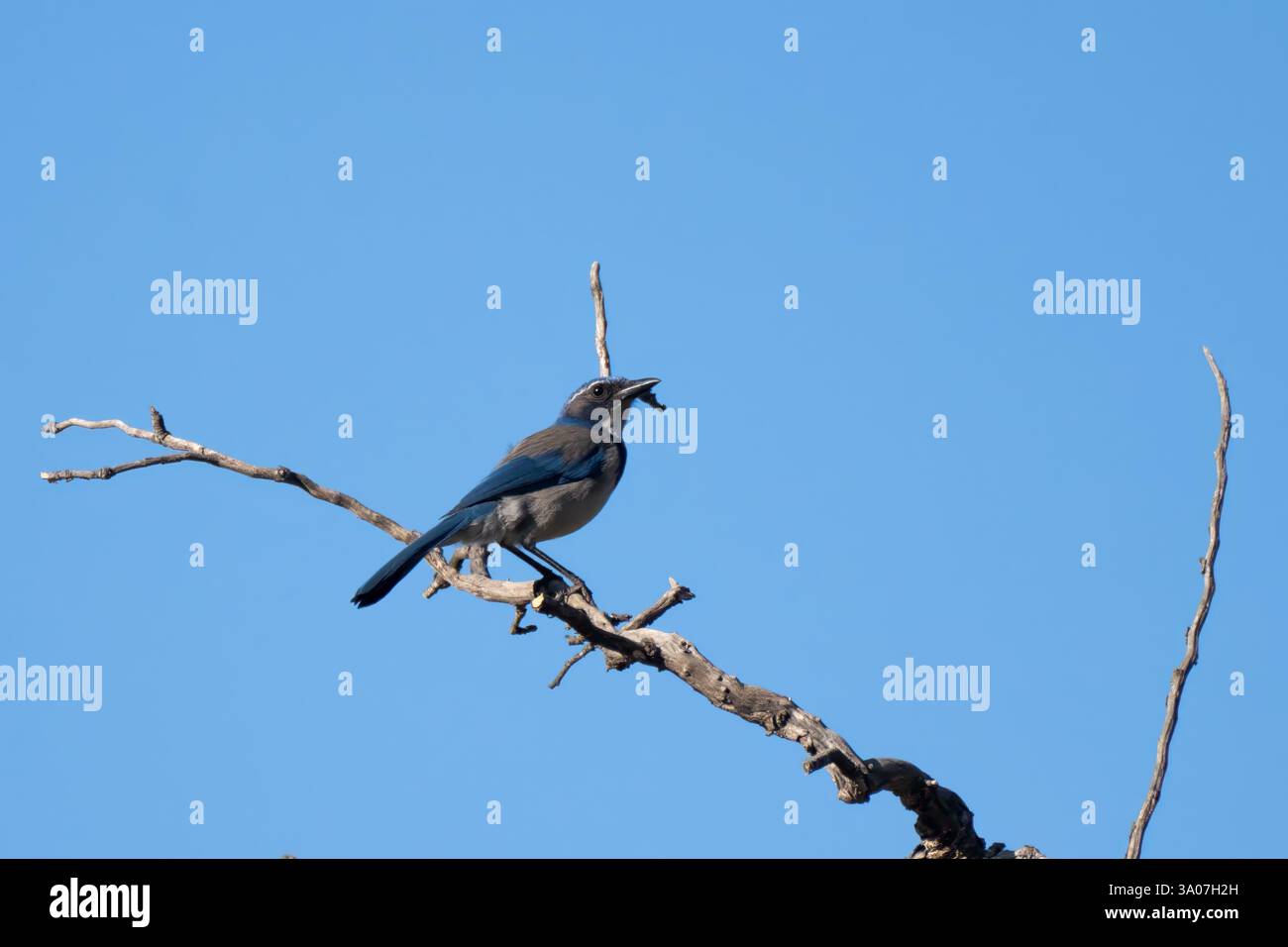 Kleiner Goldfinch Vogel ernährt sich von der blauen Salbei Wildblumenpflanze, während er auf einem Zweig sitzt. Stockfoto