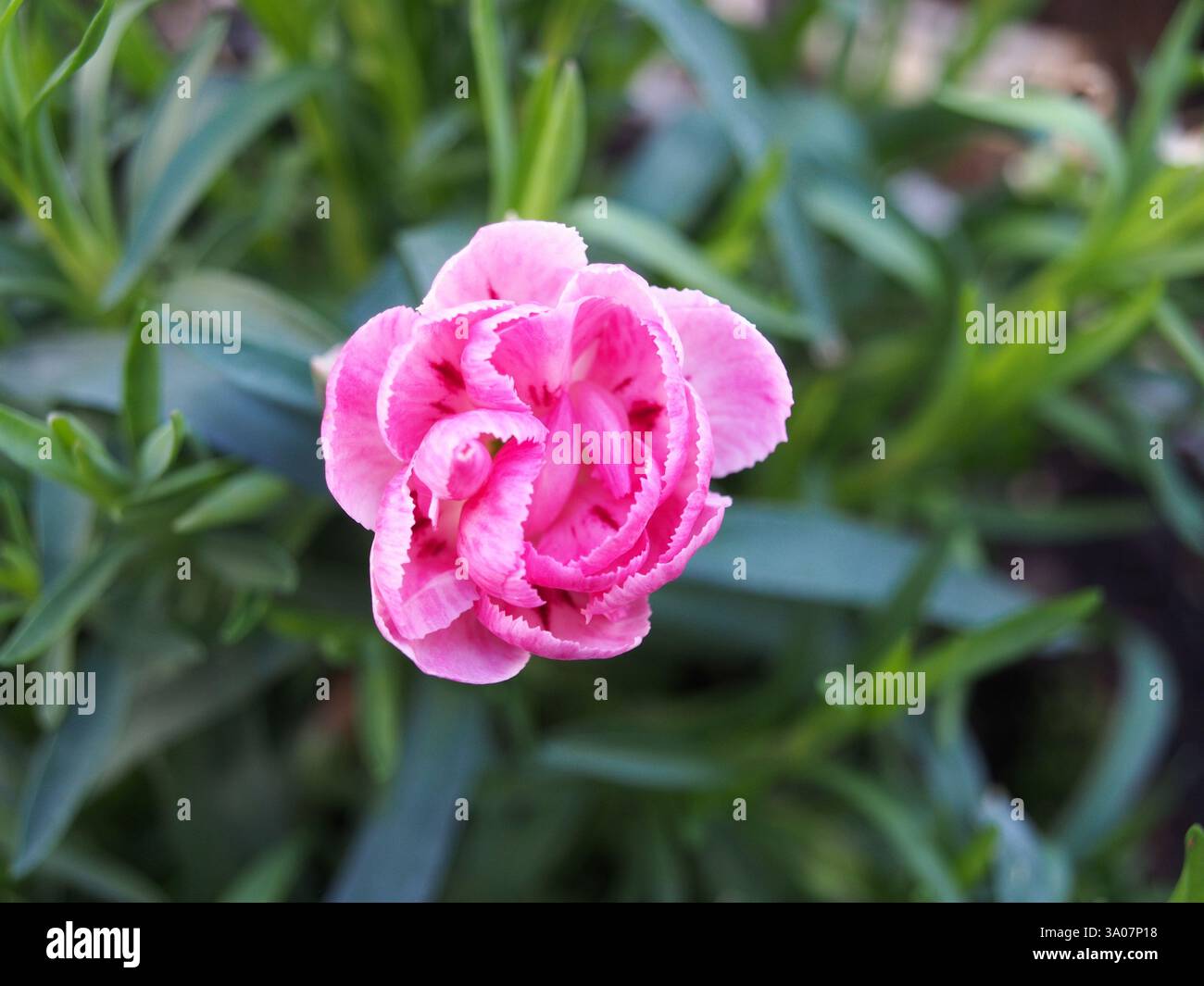 Nahaufnahme einer rosa Blüte einer Nelke (Dianthus caryophyllus) oder Nelke rosa zwischen ihren Blättern, von oben gesehen. Bonn, Deutschland. Konzept: Frühling, ne Stockfoto